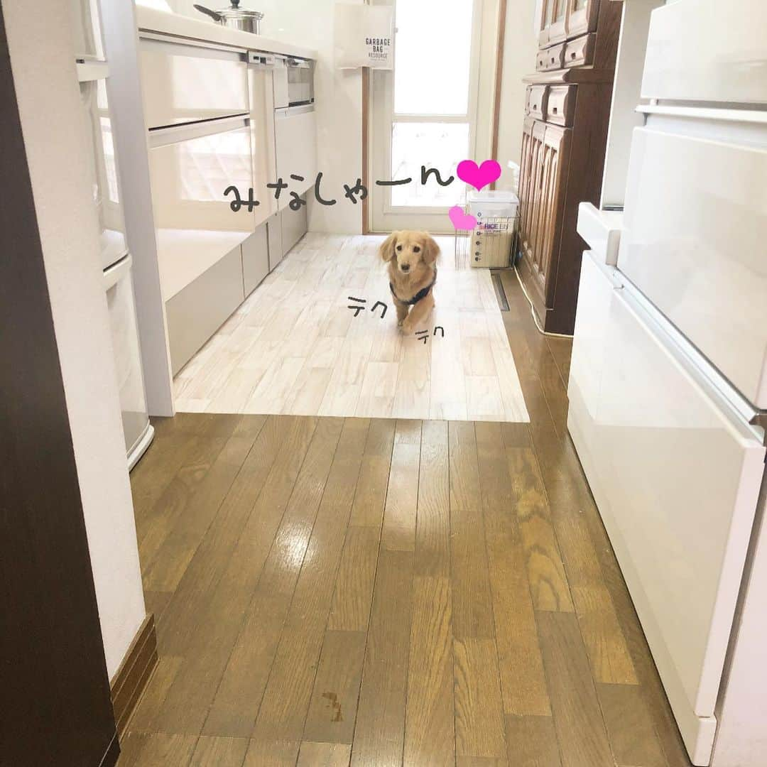 チズさんのインスタグラム写真 - (チズInstagram)「この場所からぉ外見回りするのが マロンの日課🐶💕 その姿をニヤつきながら見るのが 私の日課😏✨㊙️ おじぃーになってもずっーと この姿みれますよーに💕  マロ君への誕生日🎂メッセージ ありがとうございました( ´ ▽ ` )ﾉ ❤️深謝❤️ #動くマロン #朝パト #今日も平和だ 🕊🕊 ️ #Mダックス#ダックス#ミニチュアダックス #親父犬#シニア犬#ミニチュアダックスフンド #ミニチュアダックスクリーム#短足部 #短足犬#カニンヘンダックス #ダックス14歳#カニンヘンダックスフンド#犬は家族#犬のいる生活#インスタでわんこみるのが日課 ♡♡」3月3日 0時35分 - sqi.chizu