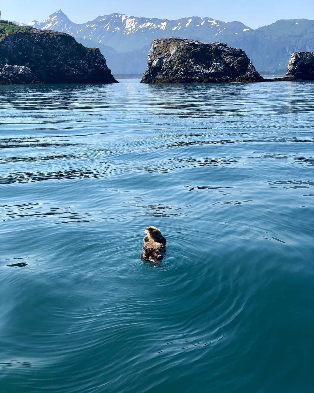 appleさんのインスタグラム写真 - (appleInstagram)「“I come in peace.” #wildlife #ShotoniPhone by Jared S. @j_leeroy」3月3日 2時55分 - apple