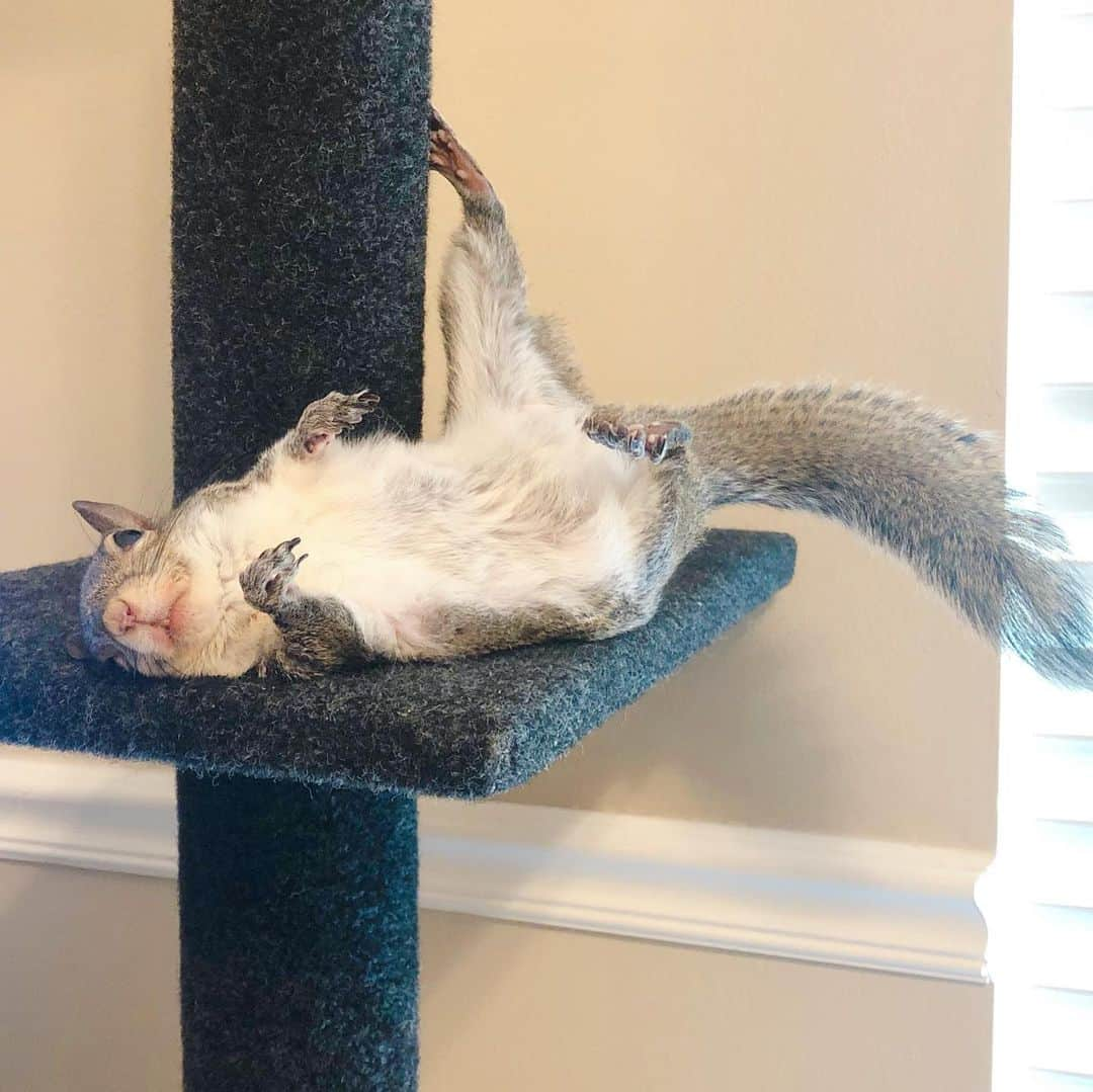 Jillさんのインスタグラム写真 - (JillInstagram)「Belly-up and holding on by a toenail. Just Jill hanging out.⁣ ⁣⁣ ⁣⁣ ⁣⁣ ⁣⁣ #petsquirrel #squirrel #squirrels #squirrellove #squirrellife #squirrelsofig #squirrelsofinstagram #easterngreysquirrel #easterngraysquirrel #ilovesquirrels #petsofinstagram #jillthesquirrel #thisgirlisasquirrel #cattree」3月3日 5時53分 - this_girl_is_a_squirrel