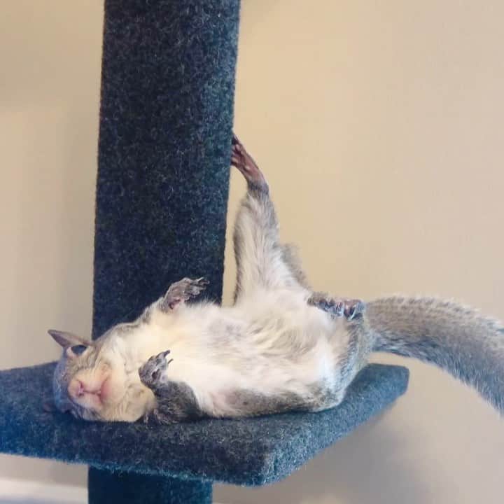 のインスタグラム：「Belly-up and holding on by a toenail. Just Jill hanging out.⁣ ⁣⁣ ⁣⁣ ⁣⁣ ⁣⁣ #petsquirrel #squirrel #squirrels #squirrellove #squirrellife #squirrelsofig #squirrelsofinstagram #easterngreysquirrel #easterngraysquirrel #ilovesquirrels #petsofinstagram #jillthesquirrel #thisgirlisasquirrel #cattree」