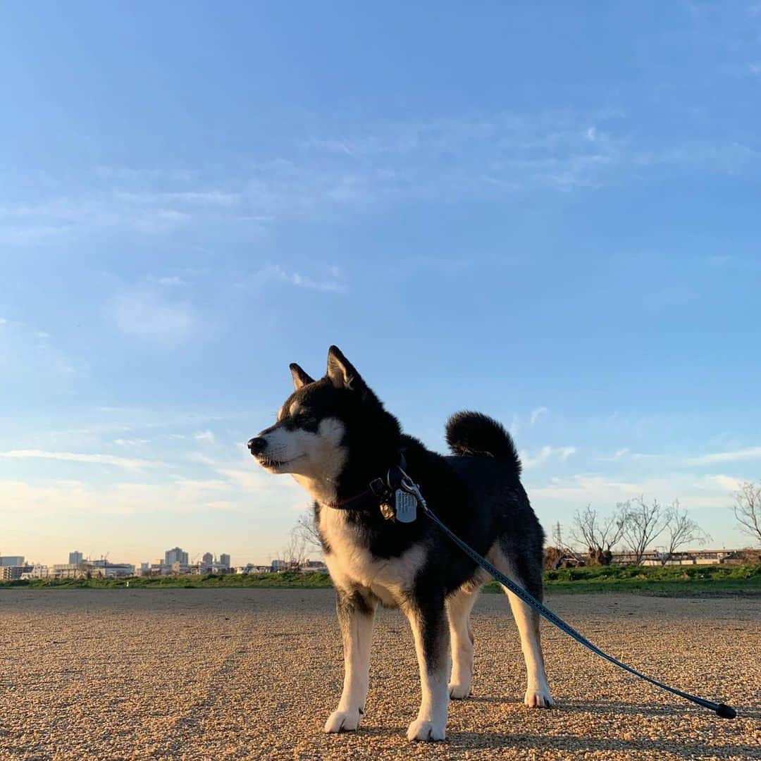 のインスタグラム：「🌅朝日を浴びる豆🐕 #朝んぽ #朝日を浴びる犬 #朝日を浴びる #kuroshiba #blackshiba #shibainu #shibastagram #instadog #dogstagram #柴犬 #黒柴 #黑柴 #日本犬 #和犬 #シニア犬 #癒し犬 #いぬら部 #ふわもこ部 #柴犬部 #モフモフ生命体 #柴犬のいる暮らし #柴犬のいる生活 #柴犬と一緒 #わんこのいる暮らし #わんこのいる生活 #わんこと一緒 #わんダフォ #わんだふるJapan」