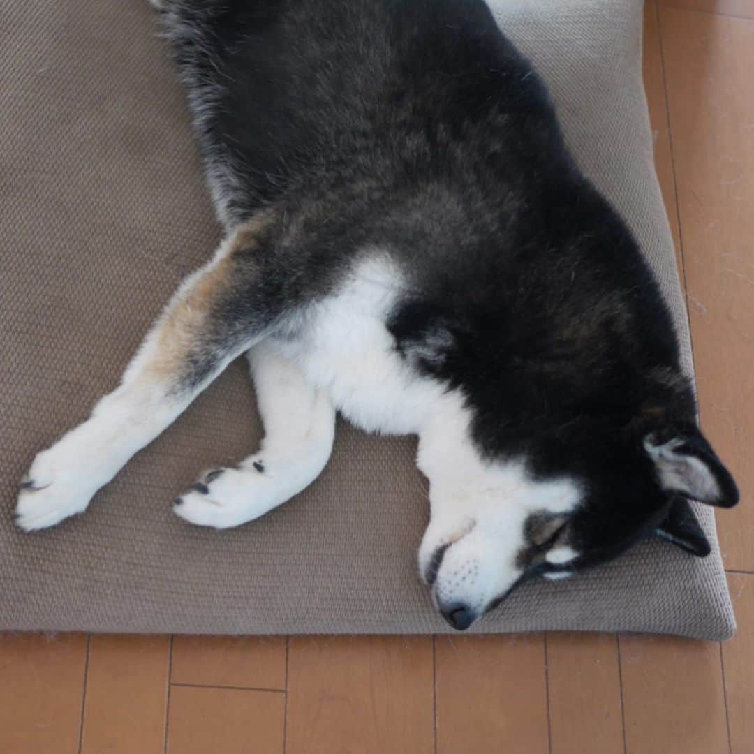 のインスタグラム：「本日はテレワークでした💻 振り返ると癒し豆💤 時々、かまってちゃん🐾 あーかわいい😍←バカ飼い主www #コロナ対策 #テレワーク #在宅勤務 #振り返れば奴がいる #犬かわいい #犬かわいいよ #癒し犬 #kuroshiba #blackshiba #shibainu #shibastagram #instadog #dogstagram #柴犬 #黒柴 #黑柴 #日本犬 #和犬 #いぬら部 #ふわもこ部 #柴犬部 #モフモフ生命体 #柴犬のいる暮らし #柴犬のいる生活 #柴犬と一緒 #わんこのいる暮らし #わんこのいる生活 #わんこと一緒 #わんダフォ #わんだふるJapan」