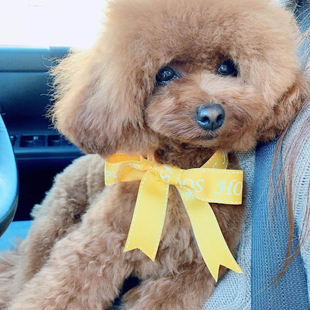 町田亜里香のインスタグラム：「トリミングいってきたよ✂️❤︎ . . @poos.house . . 早く理想のヘアに なりますように…✨ さっまた耳毛伸ばして行こう🤭⭐︎ . . #ティーカッププードルレッド  #ティーカッププードル  #プードル #toypoodle  #poodle #もふもふ部」