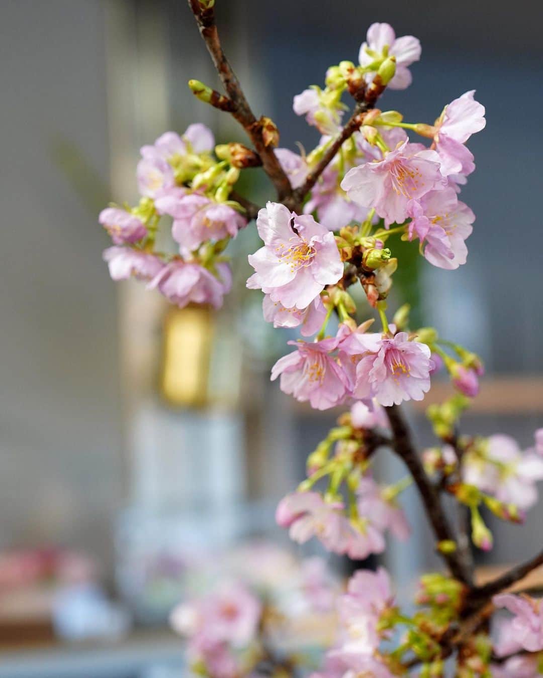 AOYAMA_HANAMOさんのインスタグラム写真 - (AOYAMA_HANAMOInstagram)「本日は春の陽気を感じる、あたたかい日でしたね。 先日発表された、桜の開花予報。東京では3月中旬頃と、やはり例年より早く開花となりそうです。 桜と言えば、皆さまご存知の染井吉野（ソメイヨシノ）。青山花茂ではこの時期、ソメイヨシノよりも早くから咲く啓翁桜（ケイオウザクラ）または東海桜（トウカイザクラ）という品種をお取り扱いしており、1本からご購入いただけます。 青山店では桜はもちろん、ラナンキュラスやチューリップ、ヒヤシンスなど春の花々でいっぱい。ぜひ時期を逃さずお楽しみくださいね。 - - - #aoyamahanamo #flowers #flowershop #florist #instaflower #flowergram #flowerstagram #flowerlovers #花 #花屋 #生花店 #フラワー #ザ花部 #花のある暮らし #花のある生活 #花好きな人と繋がりたい #青山花茂 #桜 #sakura #春の花 #springflowers #freshflowers #生花 #ギフト #プレゼント #通販」3月3日 16時38分 - aoyama_hanamo