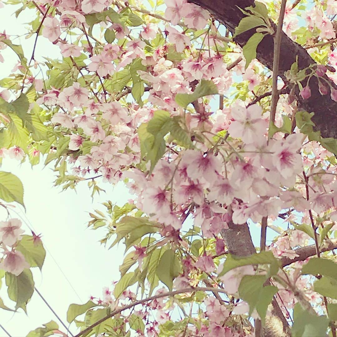 新居昭乃のインスタグラム：「花は咲く🌸」