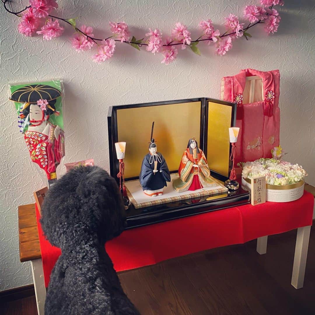 たまねぎさんのインスタグラム写真 - (たまねぎInstagram)「. . ひなまつり 我が家の紅一点(*´꒳`*) . 写真解説はブログで（笑） . . #standardpoodle #dog #lovedogs #poodlesofinstagram #スタンダードプードル #大型犬と子供 #poodle #dogstagram #いぬのいる生活 #もふもふ部 #わんこ部 #子どもと犬  #kidsanddog #ママリ #キズナ #コドモノ #いこーよ #いぬのきもち #犬と暮らす #いぬなしでは生きていけません #日常の風景 #なかよし #お雛様 #雛祭り #ひなまつり #立ち雛 #木目込み人形 #真多呂人形 #真多呂雛人形」3月3日 16時55分 - tamanegi.qoo.riku