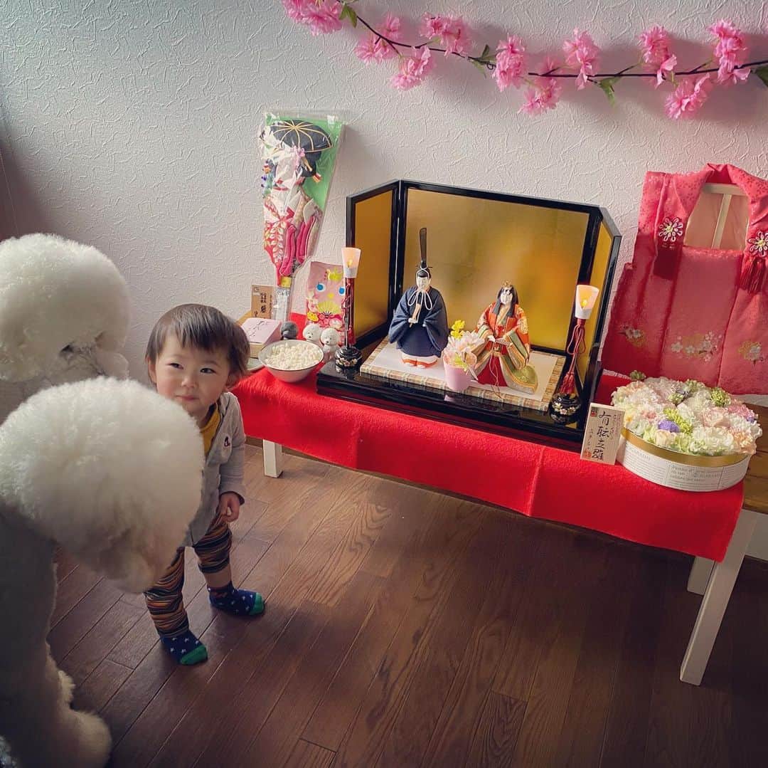 たまねぎさんのインスタグラム写真 - (たまねぎInstagram)「. . ひなまつり 我が家の紅一点(*´꒳`*) . 写真解説はブログで（笑） . . #standardpoodle #dog #lovedogs #poodlesofinstagram #スタンダードプードル #大型犬と子供 #poodle #dogstagram #いぬのいる生活 #もふもふ部 #わんこ部 #子どもと犬  #kidsanddog #ママリ #キズナ #コドモノ #いこーよ #いぬのきもち #犬と暮らす #いぬなしでは生きていけません #日常の風景 #なかよし #お雛様 #雛祭り #ひなまつり #立ち雛 #木目込み人形 #真多呂人形 #真多呂雛人形」3月3日 16時55分 - tamanegi.qoo.riku