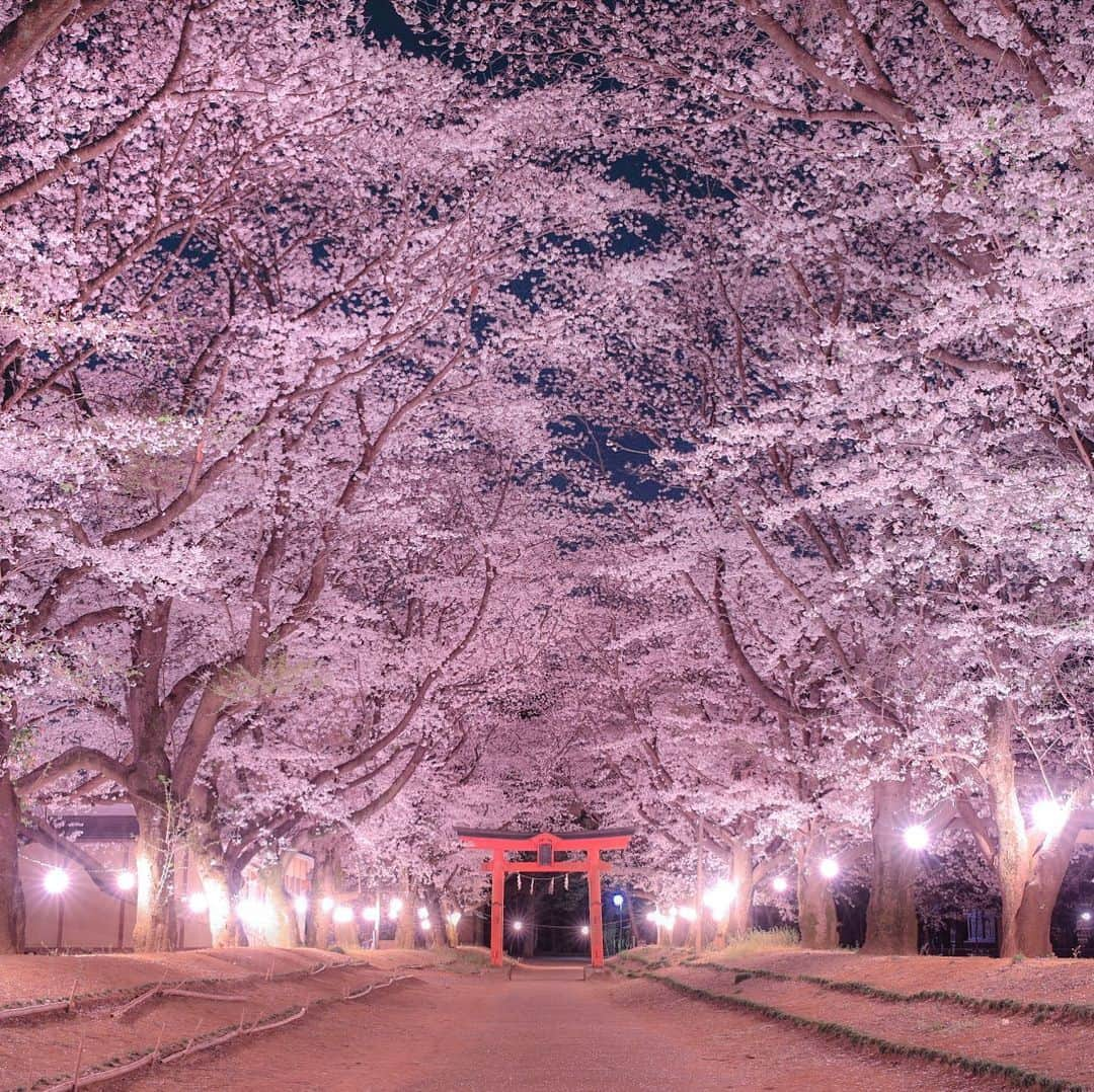 zekkei_ibarakiさんのインスタグラム写真 - (zekkei_ibarakiInstagram)「📸❤️Zekkeiいばらきフォトコンテスト2019受賞作品のご紹介📸⭐️ まずは栄えあるグランプリに輝いた作品をご紹介します✨🌸 🏆グランプリ🏆  タイトル:「桜の参道」  投稿者:Akira  Otsuzumiさん  撮影スポット：東蕗田天満社(茨城県八千代町) ※受賞作品はプロフィール欄のURLからもご覧いただけます✨是非チェックしてみてください😍  #zekkeiいばらき2019  #フォトコンテスト #グランプリ #東蕗田天満社」3月3日 17時01分 - zekkei_ibaraki