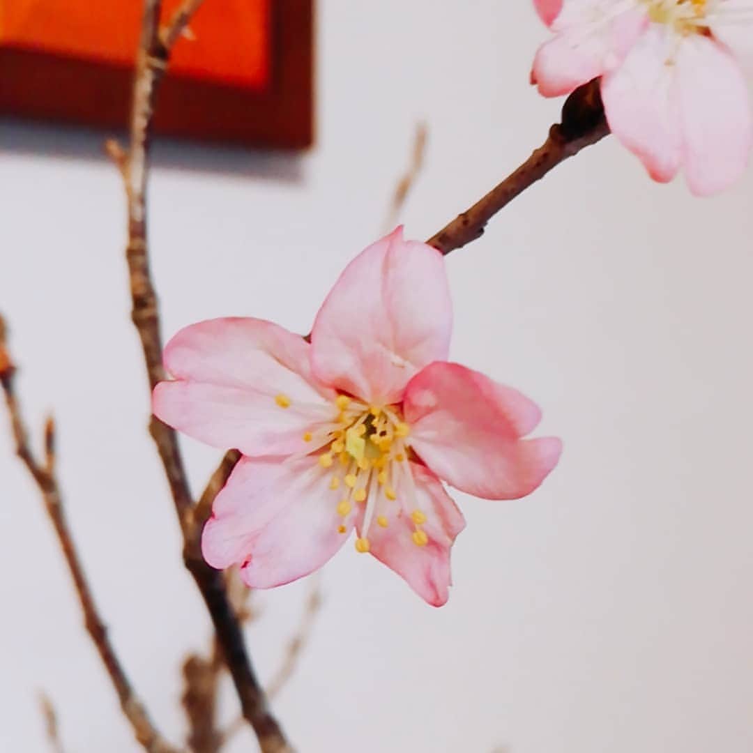 佐藤裕二さんのインスタグラム写真 - (佐藤裕二Instagram)「３月３日、ひなまつりですね。 桃の花を買いました。 「今日は女の子のお祝いの日ですね」と、花が安くなってました(笑)  #3月3日 #ひなまつり #おひなさま  #桃の節句 #桃の花 #桃 #花 #メーテレ  #ドデスカ #佐藤裕二  #花おじさん」3月3日 17時23分 - karaage_satou