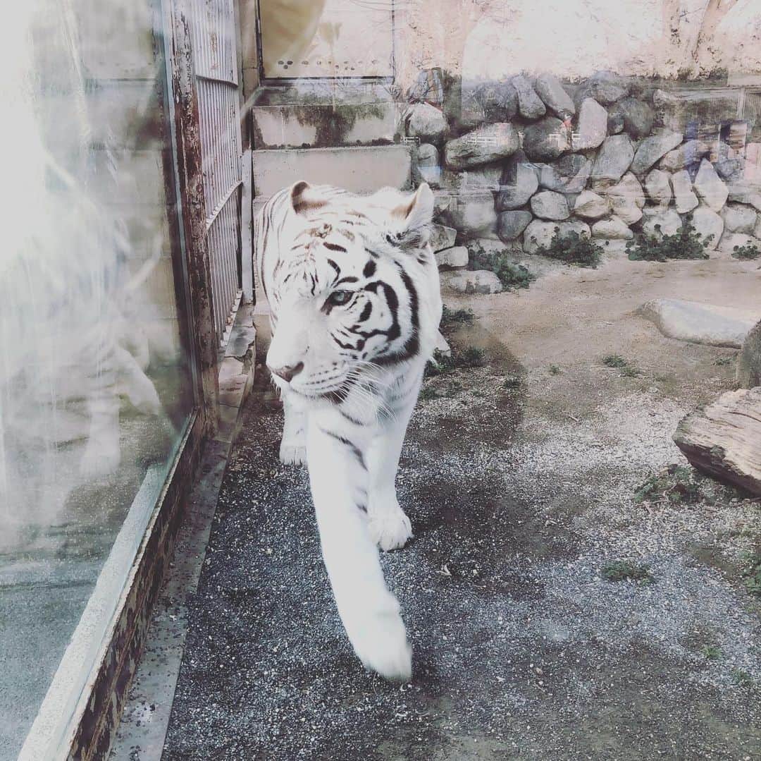橋本紀代子さんのインスタグラム写真 - (橋本紀代子Instagram)「ホワイトタイガー🐯○● 東武動物公園 ネコ科」3月3日 9時02分 - kiyokohashimoto