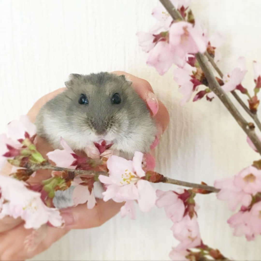 hamster_mocoのインスタグラム