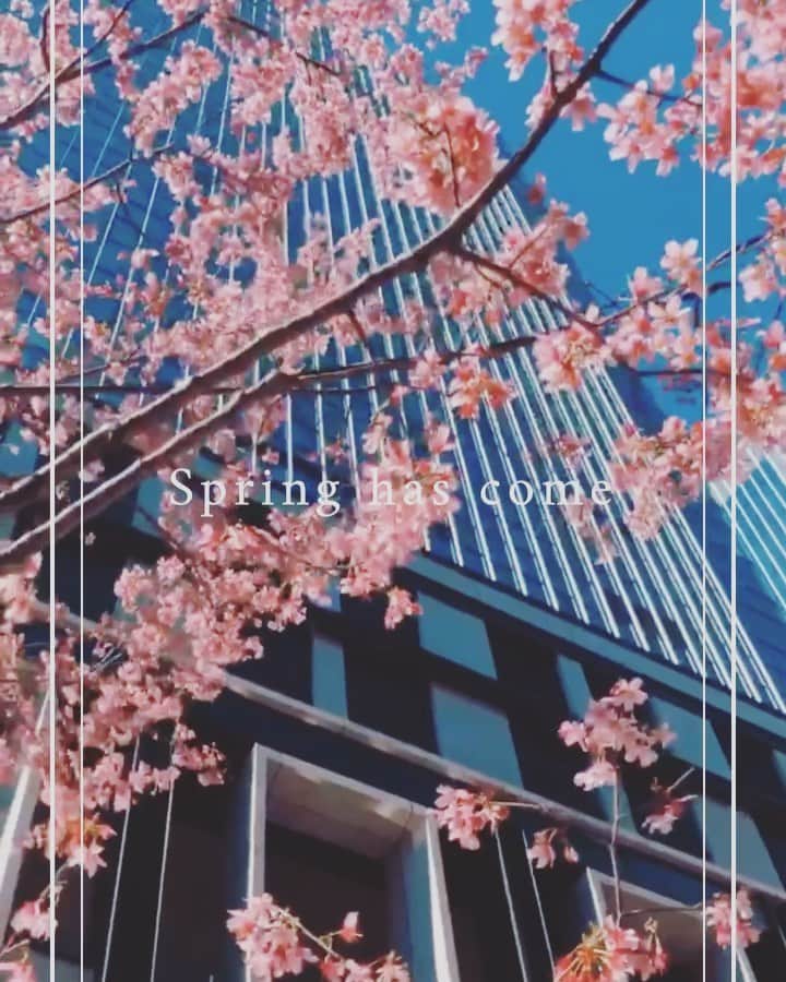 のインスタグラム：「. このピンク、 蜷川実花の世界観🌸🦋🦋🌸 ・ ・ あっという間にもう3月。今月も走り切ろう🐆🐆✨✨ ・ ・ #桜 #春 #春を感じる #青空と桜 #cherryblossom #寒桜 #日本の景色」