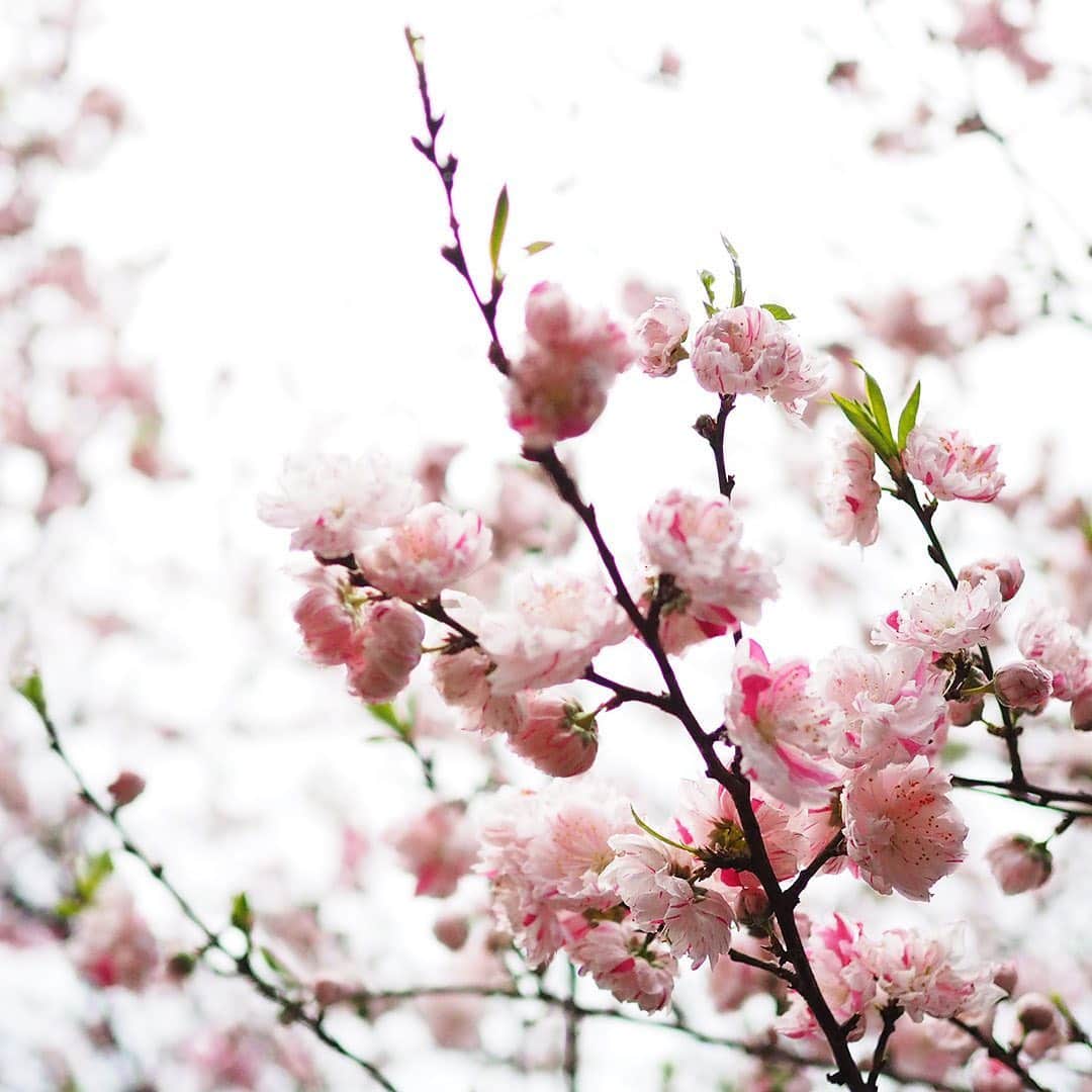 ワンズテラスさんのインスタグラム写真 - (ワンズテラスInstagram)「今日は桃の節句、正しくは上巳（じょうし・じょうみ）の節句です。 女の子のすこやかな成長を願って雛人形や桃の花、菱餅などを飾る「雛祭り」として親しまれていますね。 桃の花は中国でその明るさが冬の暗さを、また香りが邪気を祓ってくれる神聖な木とされていたこともあり、江戸時代あたりから雛祭りに飾られるようになったそう。 満開の桃が見られるのはもう少し先ですが、今日は春を待ちながら桃の節句を楽しみましょう。  #桃の節句 #お雛様 #上巳の節句 #上巳の節供 #桃 #花桃 #源平桃 #寒白 #ちらし寿司 #蛤 #はまぐり #祝い膳 #ひなあられ #春 #春の花 #春散歩 #お散歩カメラ #季節の花 #flowers #flowerpic #onesterrace #ワンズテラス」3月3日 9時51分 - onesterrace