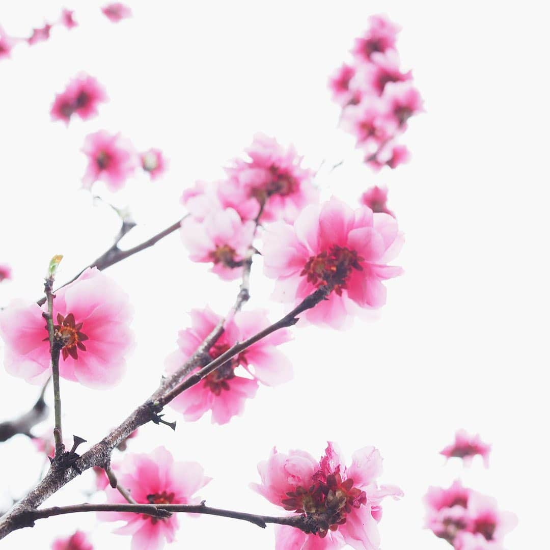 ワンズテラスさんのインスタグラム写真 - (ワンズテラスInstagram)「今日は桃の節句、正しくは上巳（じょうし・じょうみ）の節句です。 女の子のすこやかな成長を願って雛人形や桃の花、菱餅などを飾る「雛祭り」として親しまれていますね。 桃の花は中国でその明るさが冬の暗さを、また香りが邪気を祓ってくれる神聖な木とされていたこともあり、江戸時代あたりから雛祭りに飾られるようになったそう。 満開の桃が見られるのはもう少し先ですが、今日は春を待ちながら桃の節句を楽しみましょう。  #桃の節句 #お雛様 #上巳の節句 #上巳の節供 #桃 #花桃 #源平桃 #寒白 #ちらし寿司 #蛤 #はまぐり #祝い膳 #ひなあられ #春 #春の花 #春散歩 #お散歩カメラ #季節の花 #flowers #flowerpic #onesterrace #ワンズテラス」3月3日 9時51分 - onesterrace