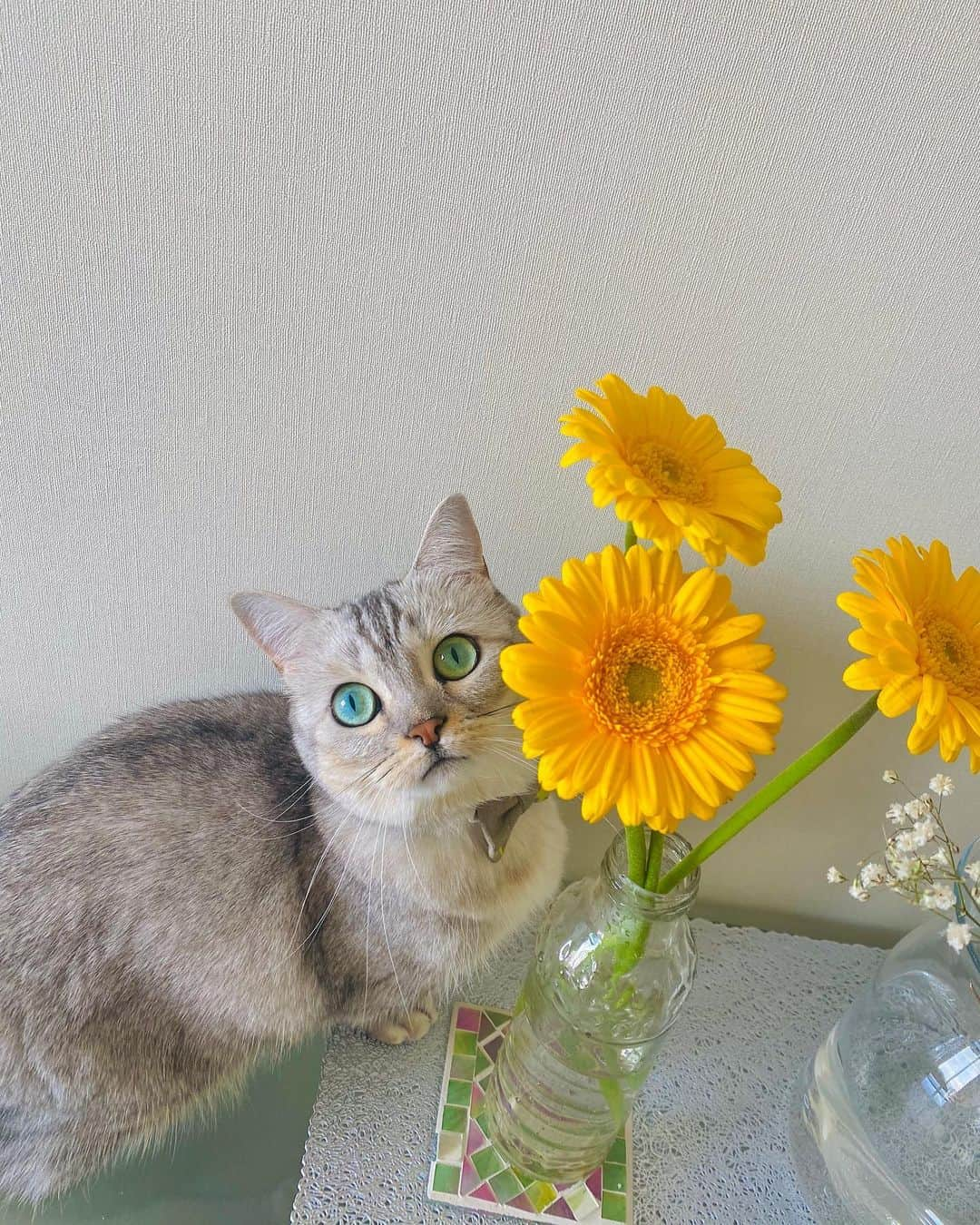 今野杏南さんのインスタグラム写真 - (今野杏南Instagram)「* 黄色いお花とれもんちゃん🐈 @remon.marimo_konno」3月3日 10時49分 - anna_konno0615