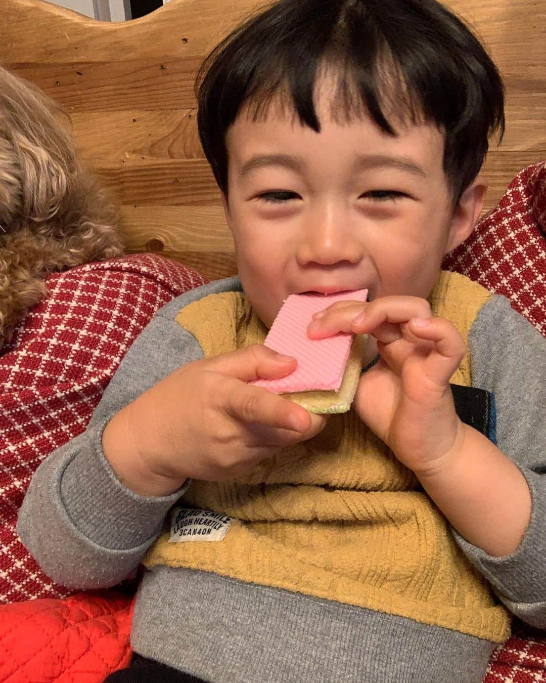 のインスタグラム：「今日私は稽古でいないので、昨日雛祭りパーティーをしました🎎我が家にはゆうか🐶しか女の子はいないけども。(主役のゆうかの写真を撮り忘れましたごめんよゆうか)  小人たちが幼稚園に行ってる間にチーズケーキを焼いておいて、雄貴にちらし寿司とケーキのデコレーションを、とっちゃんにレタスをちぎる作業をやってもらいました♫なかなかお家で小人たちとゆっくりできる時間が取れてなかったので、楽しかったです😊  今日から雄貴の幼稚園は休園です。お仕事をしているお父さんお母さんのための、預かり保育だけはやってくれるのですが、いつもより預かりの時間が短く、とっちゃんの行っている託児所で雄貴も預かってもらう日を何日か作りました。とっちゃんの行っている託児所が休園になっなら…もうどうにもなりません😵  様々な舞台、イベント等中止、延期となっていますが、26日に初日を迎えますナミヤ雑貨店の奇蹟は、予定通り上演する為、稽古に励んでおります。良い舞台にしようと、その日を信じて、走り続けるしかありません。すでにチケットを申し込んでくださっている皆様にも申し込もうか迷っている皆様にも、無理は言いません。でも、観に来て頂けたら、私たちの努力は報われます✨✨そして、毎日のこの嫌な空気から解放される素敵な空間が作られるはずなのです。 笑顔で皆様にお会い出来ることを、信じています😊✨頑張りましょう👍  #雛祭り　 #舞台上演 #ナミヤ雑貨店の奇蹟」
