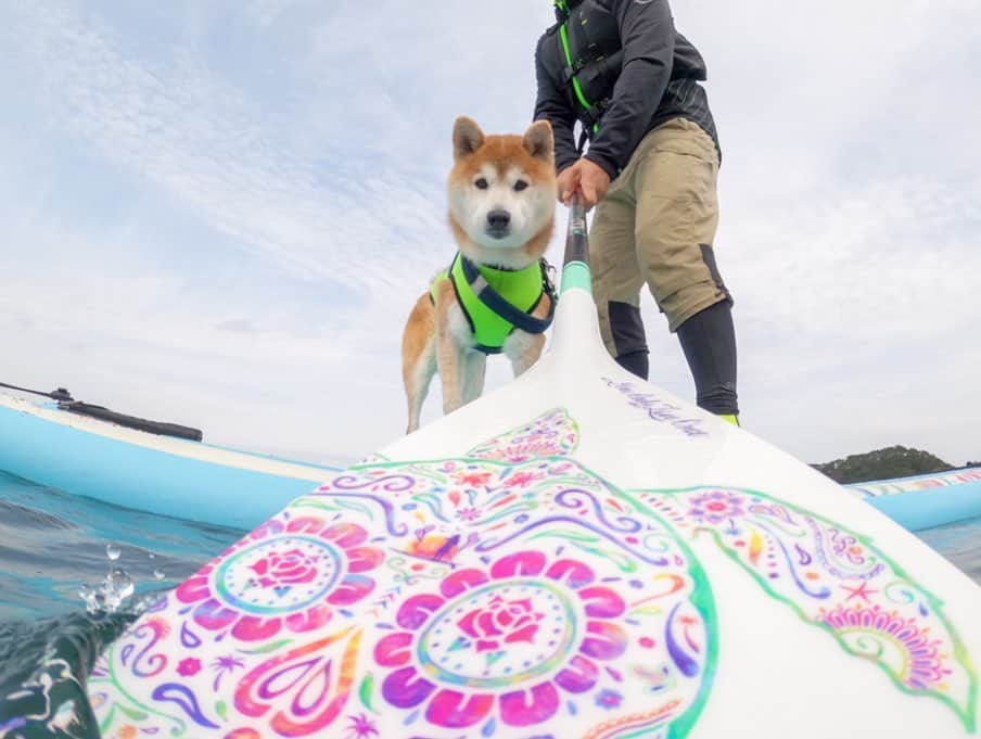 BlackRed shibasさんのインスタグラム写真 - (BlackRed shibasInstagram)「lovely  Musashi. . 2020.03.01 SUP乗ってみた。 . #goprohero8  @goprojp @gopro  @yoloboard . . #GoProJP #neneandmusashi2020 #GoPro #ゴープロ #shiba #shibinu #柴犬 #しばいぬ #japan #gopropets #lovely #cute #goprodog #goproのある生活 #happy #goprodog #gopropets #otvadventures #besomedoggy #doggo #goprodogsquad #capturedifferent #柴犬ライフ #sup #yoloboard #hero8」3月3日 11時12分 - black_red_jp