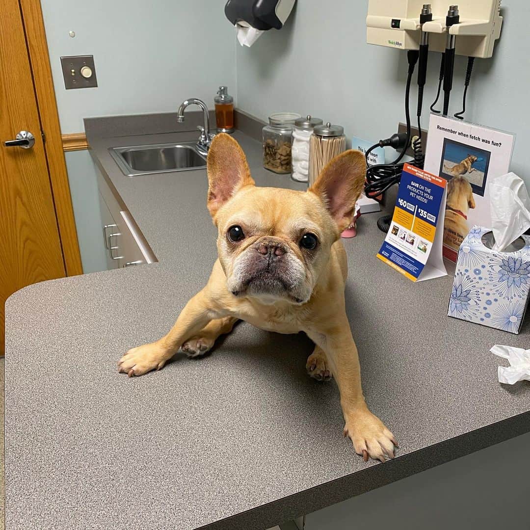 Hamlinのインスタグラム：「Hello, IG friends, Hamlin’s humans here, taking over his channel for today. We have some sad news that our four legged, off-duty road cone has been sick for the past few months. Hammy has a condition called SAD, which is Spinal Arachnoid Diverticula, that results from a buildup of cerebrospinal fluid around the spinal chord. Over the past several months, it’s been increasingly difficult for him to use his hind legs. He has dropped 4lbs and has some muscle atrophy in his legs and spine. We’ve kept it pretty low profile and personal since it’s hit us pretty hard seeing him slowly lose mobility. Classic Hammy though, as he’s still in good spirits and isn’t in any pain. He still manages to find the food droppings from his brother and sister. We’re keeping close watch over him to make sure he’s loved, comfortable, and most important, pain free. Please say a prayer for our little guy. ❤️ .......... #frenchietough #flaf #loved」