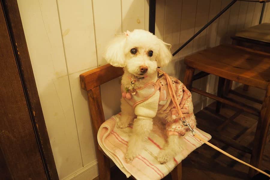 maruku. café さんのインスタグラム写真 - (maruku. café Instagram)「2020.3.3 tue  こんにちは。 maruku.cafeです。  3/15(日)までお休みを頂いております。  写真は先月2回に渡って開催した dog cafe dayの1回目の様子です。  初めての平日開催でしたが たくさんのワンちゃん連れのお客様に来て頂きました。  シーズー&トイプードルがたくさん🐶 最後の子は看板犬の小麦です🐾  常連さんのパグのサスケくんも おりこうさんでした＊。 3月はお休みを頂き また4月に2回開催できるよう調整中ですので 次回も楽しみにして頂けると嬉しいです◎  ご来店ありがとうございました＊。」3月3日 11時48分 - marukucafe