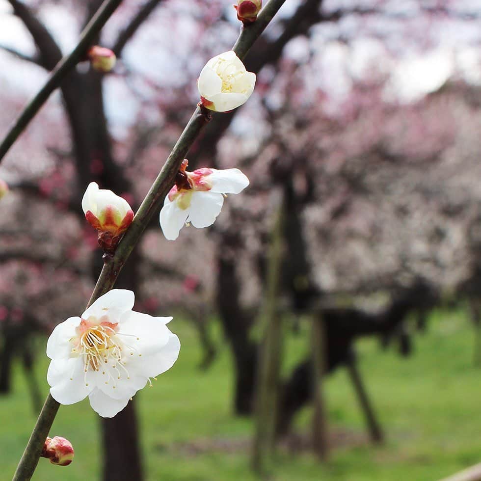 ローチケ（ローソンチケット）さんのインスタグラム写真 - (ローチケ（ローソンチケット）Instagram)「#3月3日 は #桃の節句 #ひなまつり 🎎  本日3月3日(火)は桃の節句🍑 ひな人形🎎ちらし寿司🥢ひなあられ、甘酒に #桃の花 を用意してお祝いします🎶  #桃 と同じ季節に咲く #梅 や #桜 との見分け方を #生花 店の方に聞いてみました💐 種類にもよりますが、  #梅の花 は丸みがあり #桜の花 は2つの角のような形に 桃の花はちょっと尖っている  と、見分け方のひとつに #花弁 があるのだそうです🌟 ぜひ見かけた際に注目してご覧ください✨ ちなみに、#上野公園 入口にある早咲き桜は満開を迎えていました🌸」3月3日 12時00分 - lawson_ticket