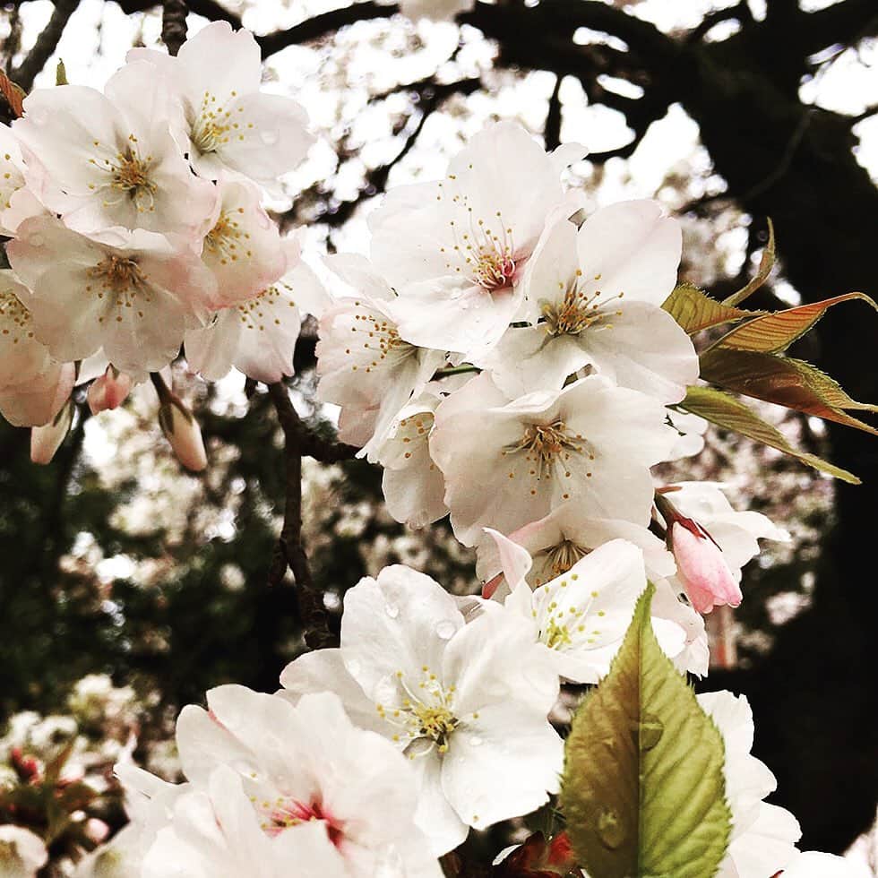 ローチケ（ローソンチケット）さんのインスタグラム写真 - (ローチケ（ローソンチケット）Instagram)「#3月3日 は #桃の節句 #ひなまつり 🎎  本日3月3日(火)は桃の節句🍑 ひな人形🎎ちらし寿司🥢ひなあられ、甘酒に #桃の花 を用意してお祝いします🎶  #桃 と同じ季節に咲く #梅 や #桜 との見分け方を #生花 店の方に聞いてみました💐 種類にもよりますが、  #梅の花 は丸みがあり #桜の花 は2つの角のような形に 桃の花はちょっと尖っている  と、見分け方のひとつに #花弁 があるのだそうです🌟 ぜひ見かけた際に注目してご覧ください✨ ちなみに、#上野公園 入口にある早咲き桜は満開を迎えていました🌸」3月3日 12時00分 - lawson_ticket