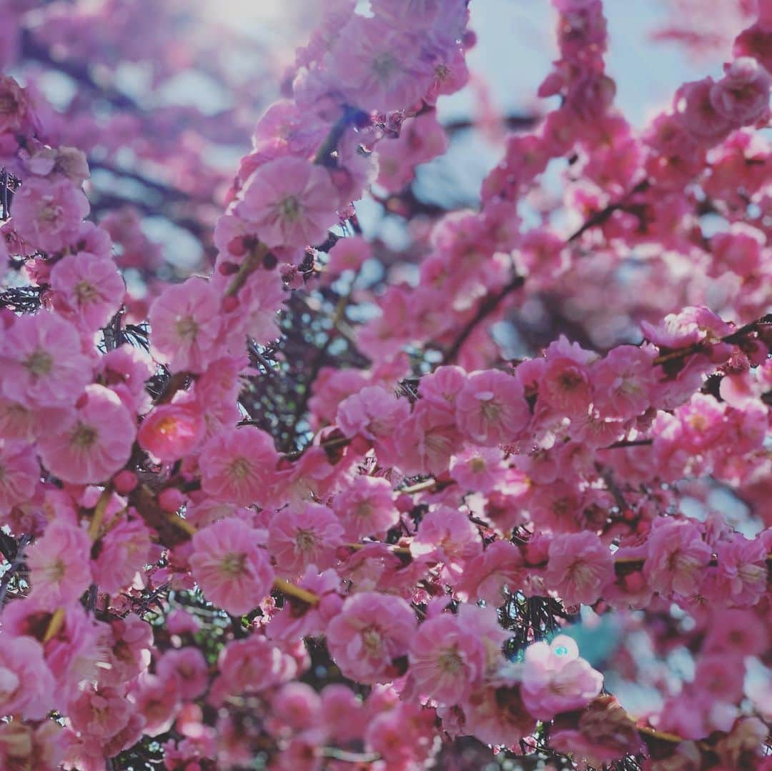 大月さゆのインスタグラム：「🌸🌸🌸 #梅 #桃の節句だけど #同じ頃咲くピンクの花仲間ということで #はーるよこいっ🌸」