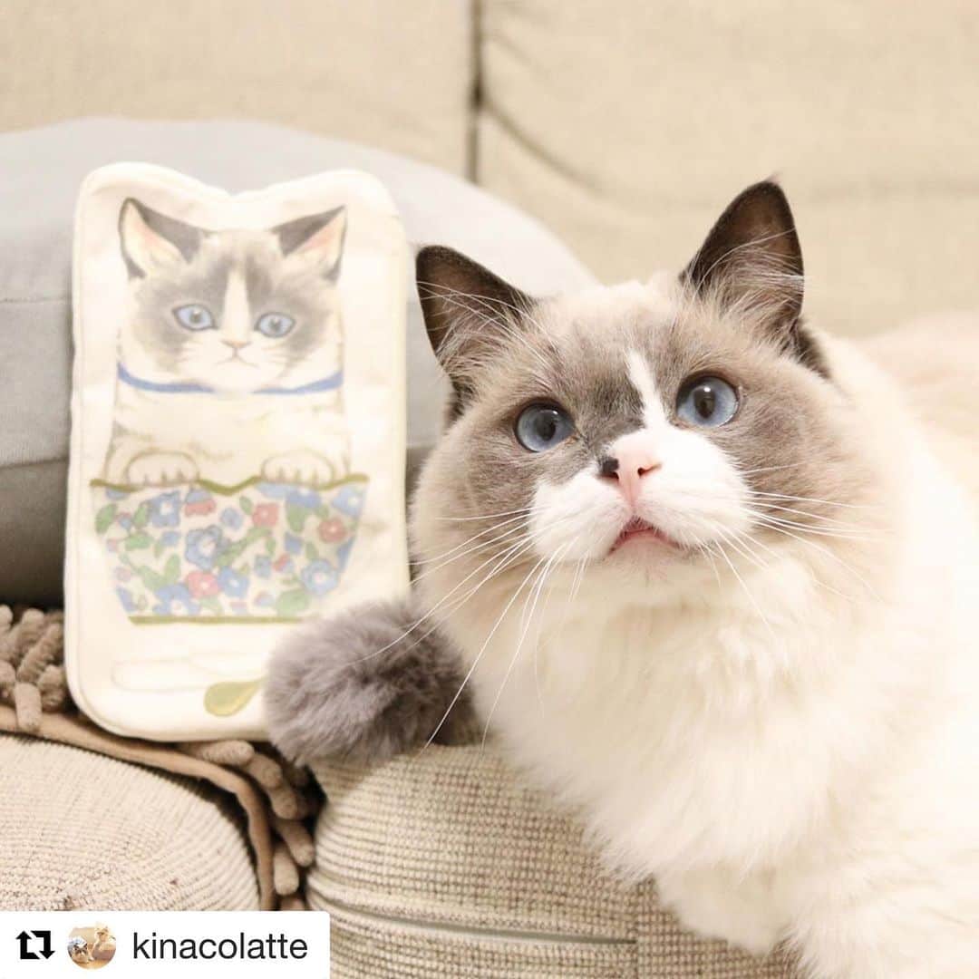 のインスタグラム：「#Repost @kinacolatte with @get_repost ・・・ 先日販売開始したAfternoon TeaとCat’s ISSUEのコラボ『Cat’s Nap Time』のポーチゲット〜✨ 🐾 いろんな猫ちゃんの柄があったけど、やっぱりこれでしょ😆💕 他にも色んな猫グッズあっていっぱい買っちゃいました❣️ やっぱり猫グッズはテンション上がる〜⤴️✨ 🐾 🐾 #猫#ネコ#ねこ#ラグドール#アフタヌーンティー #アフタヌーンティーリビング #猫グッズ #猫雑貨 #猫の日 #cat#ragdoll #afternoontea #afternoontealiving #catsnaptime #catsofinstagram #instacat」