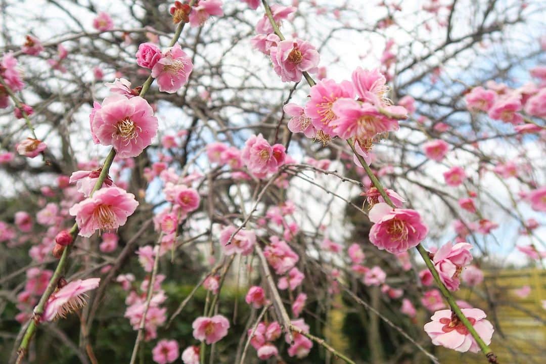 Mai Wakimizuさんのインスタグラム写真 - (Mai WakimizuInstagram)「毎年楽しみにしているお庭の梅の花♡満開のタイミング逃しちゃったけど今年も元気に咲いてくれてます＼(^o^)／ #梅の花」3月3日 12時42分 - wakkin__m