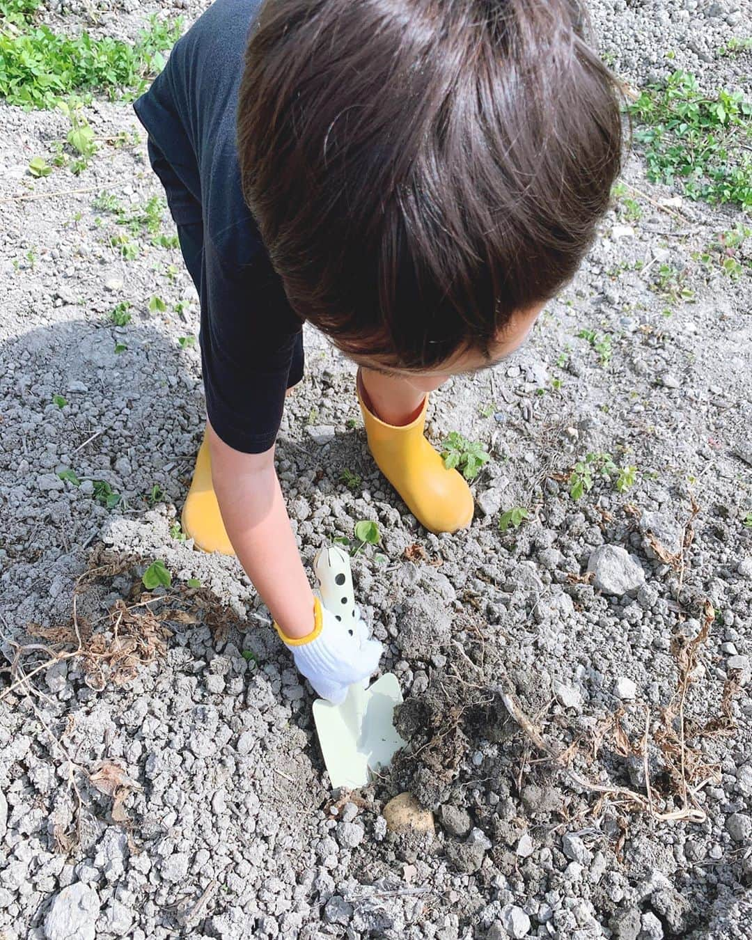 仲間リサのインスタグラム：「いつかの芋掘り🥔  沢山採れて大喜びだった息子♪ 自分で収穫すると楽しいみたいで、連日ジャガイモが続いても嬉しそうに食べてた♡  #芋掘り #新じゃがみたいに美味しかった」