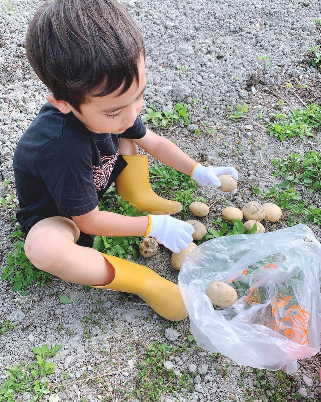 仲間リサさんのインスタグラム写真 - (仲間リサInstagram)「いつかの芋掘り🥔  沢山採れて大喜びだった息子♪ 自分で収穫すると楽しいみたいで、連日ジャガイモが続いても嬉しそうに食べてた♡  #芋掘り #新じゃがみたいに美味しかった」3月3日 12時48分 - lisa_nakama_