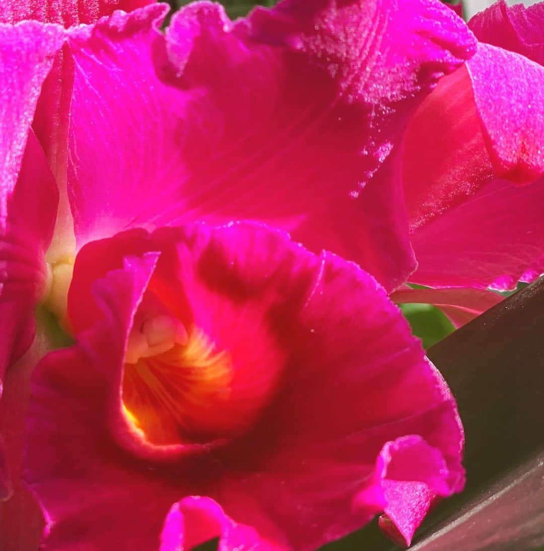 安珠さんのインスタグラム写真 - (安珠Instagram)「昨年取材で頂いた蘭が咲きました﻿ ﻿ 名前を見たら「キューティー・ガール ヨシコ」﻿ 輝くビロードのドレスを纏うヨシコです💖﻿ ﻿ #qutiegirlyoshiko #Orchid ﻿ ﻿」3月3日 13時25分 - anjuphotographer