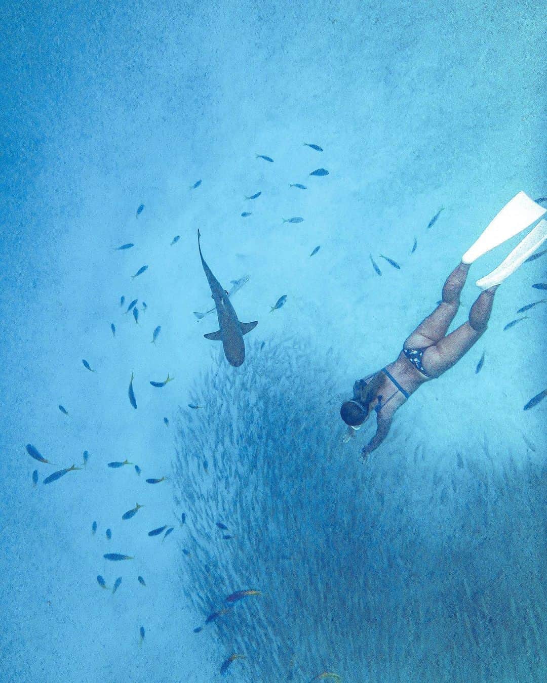 Manamiのインスタグラム：「🐟🐟🐟🐟🐟🦈 深い奥底にいる魚群につっこみに行く私とサメちゃん🥽🦈 2,3枚目📹魚群たち ㅤ 📸 @aiai0311」