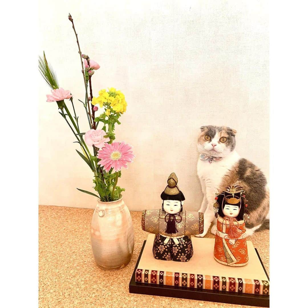 澄輝さやとさんのインスタグラム写真 - (澄輝さやとInstagram)「.﻿ 今日は雛祭り🎎🌸﻿ ストーリーにもあげたんですが、﻿ 好評だったので、別の写真も載せてみました🌸﻿ なかなかポポさんこちらを向いてくれずでしたが笑﻿ 最後はちゃんと座ってこっちみてくれました💕﻿ 出来る子ポポさん✨﻿ そういえばグラフで、ポポさんと写真撮った時にも、最初は言うこと聞いてくれず😅﻿ でも最終的にはみんなにポポさん！ポポさん！﻿ と声をかけてもらってキリッと目線で決めてくれたなと思い出しました☺️﻿ ポポさんには写真なんて別に関係ないもんね💦﻿ 私の都合でごめんね💦﻿ でもいい写真撮れたよ💕﻿ ﻿ ﻿ #雛祭り﻿ #久しぶりにお雛様かざりました笑﻿ #お花綺麗ですね﻿ #心が安らぎます﻿ #これからも時々飾りたいな﻿ #ポポさん﻿ #スコティッシュフォールド﻿ #女の子です﻿ #ストーリーなかなか頑張りました﻿ #よくできた気がする笑﻿ #上手くできたからハイライトにしてみようかな」3月3日 13時48分 - sayato_sumiki_official