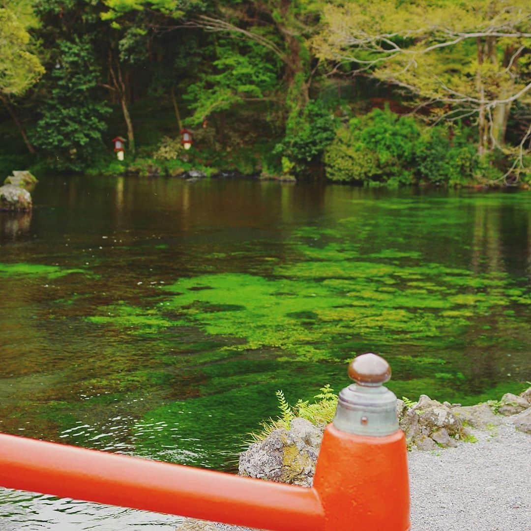 旅行比較サイト・トラベルコ 理想の旅を、いちばん安く。さんのインスタグラム写真 - (旅行比較サイト・トラベルコ 理想の旅を、いちばん安く。Instagram)「🌸🌸これぞニッポンの美景！ #桜 と #富士山 のコラボレーション🌸🌸﻿ ﻿ こちらは過去トラベルコスタッフが訪れた、 #静岡 #富士宮 市にある #狩宿の下馬桜 (かりやどのげばざくら) の辺りから #富士山 を捉えたショット🗻﻿ ﻿ 少し雲がかかっていましたが、#富士山 と #菜の花 、そして #桜 のコラボレーションが見事です🥺👏 ﻿ ﻿ #富士山本宮浅間大社 でもたくさんの #桜 を愛でることができましたよ🌸﻿ ﻿ 境内にある #湧玉池 は富士山の伏流水が湧き出すパワースポット✨ 正式な富士登拝のときにはここの水で身を清めるんだそうです。透き通った水が本当に綺麗で…心も洗われるようです…😌﻿ ﻿ そしてそして、#白糸ノ滝 と #音止の滝 も“富士観光”の際にはぜひ訪れてほしいおすすめスポット！﻿ ﻿ #白糸ノ滝 は本滝の一部を除いて富士山の湧水で成る穏やかな滝。滝に囲まれた空間はマイナスイオンたっぷりです🧚 隣接している #音止の滝 は一転、轟音をとどろかせ大迫力！ 自然の威力を感じるはずですよ💁🏻‍♀️﻿ ﻿ #狩宿の下馬桜 の例年の見頃は【4月中旬】とのことですが、今年は暖冬の影響で早く咲きだすかも🤔？﻿ ﻿ 最新の開花情報をチェックして、日本が誇る #桜 と #富士山 の美景を探しに出かけてみては🤳？﻿ *﻿ *﻿ *﻿ あなたが訪れた旅先での写真に《 @travelko_chan 》《 #トラベルコ 》《 #travelko 》とタグ付けして投稿してみてください！こちらのアカウントで紹介させていただくかもしれません♪﻿ *﻿ *﻿ *﻿ #静岡 #富士宮 #桜 #sakura #菜の花 #お花見 #富士山 #mtfuji #mountfuji #狩宿の下馬桜 #富士山本宮浅間大社 #湧玉池 #白糸ノ滝 #音止の滝 #春 #国内旅行 #travel #trip #sightseeing #フォトジェニック #旅行好きな人と繋がりたい #女子旅 #カメラ女子 #カメラ男子 #一人旅 #instatravel #travelgram #travelko #トラベルコ #トラベルコちゃん」3月3日 13時59分 - travelko_official