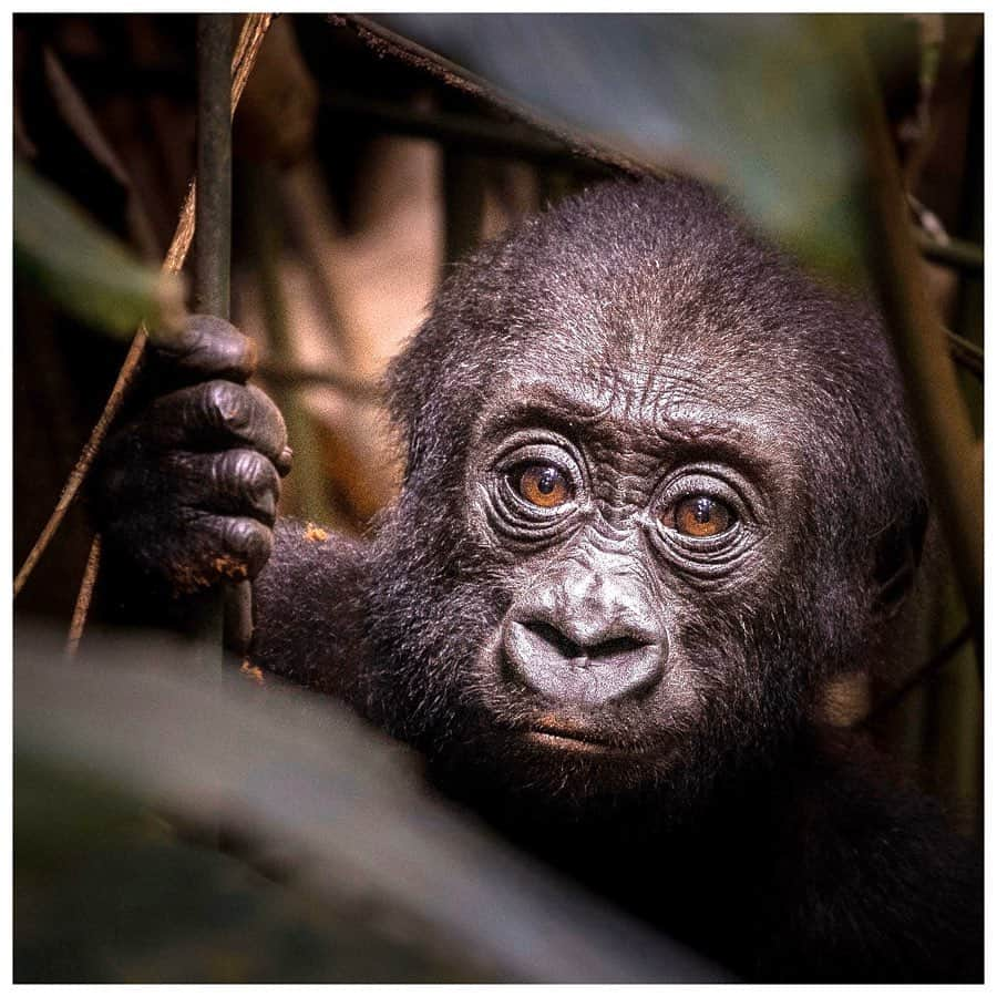 英ヘンリー王子夫妻さんのインスタグラム写真 - (英ヘンリー王子夫妻Instagram)「Today on #WorldWildlifeDay, we recognise the importance of sustaining all life on Earth – and celebrating the importance that animal and plant species play as key components of the world’s biodiversity and therefore our survival.  Organisations like African Parks, which The Duke of Sussex serves as President of, is working tirelessly to protect our critical ecosystems for today and future generations. @AfricanParksNetwork is a conservation NGO that safeguards vast wild landscapes across Africa, with 17 national parks across 11 African countries, covering over 13 million hectares of land and wildlife.  But this work goes far beyond just wildlife and into the local communities - African Parks are ensuring that these protected areas support the surrounding communities through providing security, education, healthcare, and employment; by investing in local services to create conservation led economies, because people and wildlife need the same conditions to thrive.  Find out more about how you can be involved @africanparksnetwork 🐘 • Photo © Scott Ramsay / Mana Meadows / Lorenz Fischer / Naude Heunis / Will Burrard Lucas」3月3日 15時21分 - sussexroyal