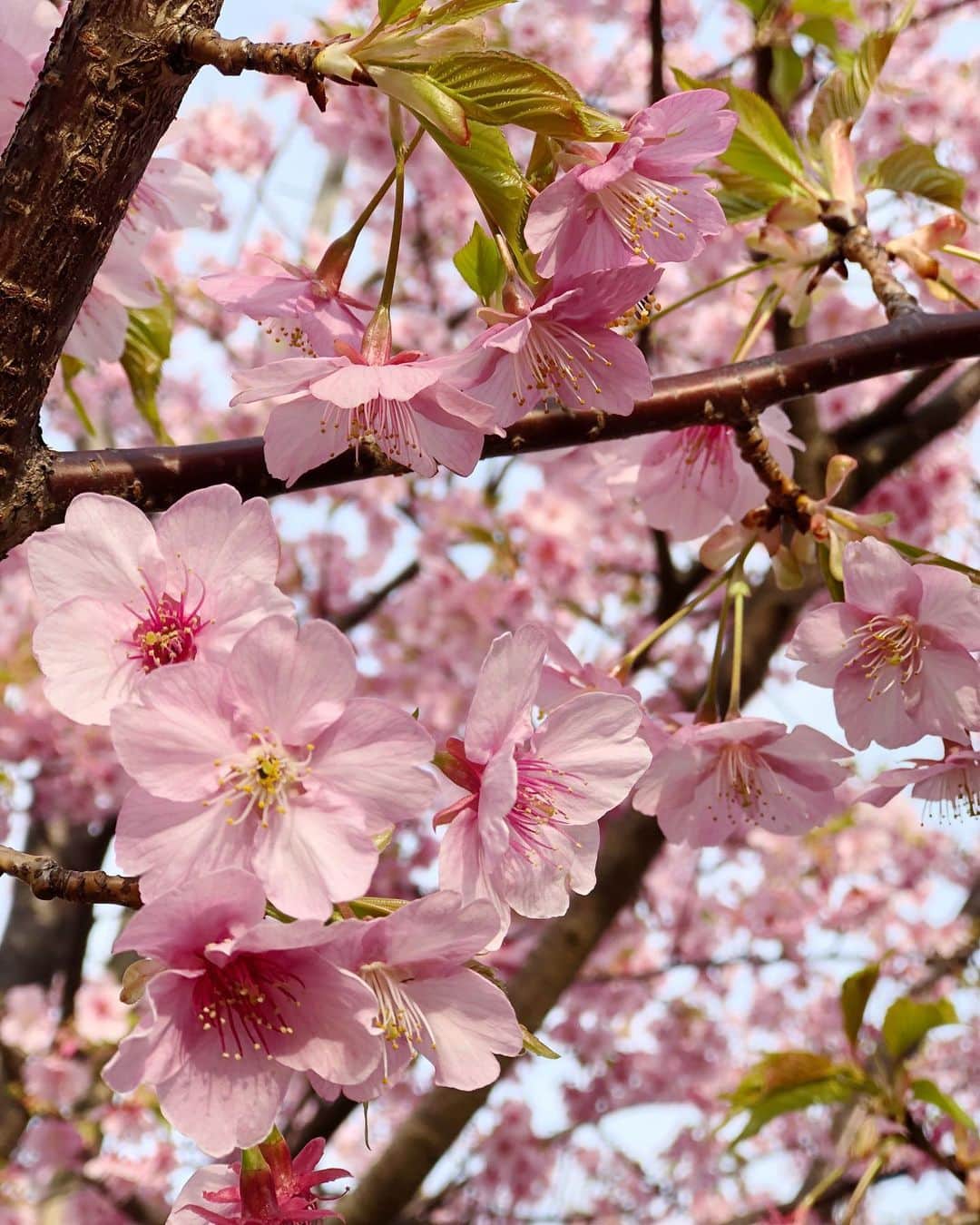 のインスタグラム：「. おっはよ☀️ 3月入って一気に春ですねぇ🌸 . それより改めてiPhoneの画質に驚き😳 . #春 #年明けてから #もう3ヶ月 #早すぎ #コロナ #より #花粉 #春よ来い #goodmorning #welcome #spring」