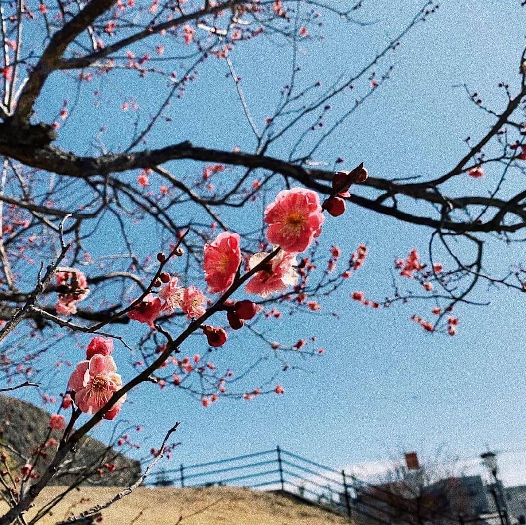 武藤千春さんのインスタグラム写真 - (武藤千春Instagram)「穏やかに豊かに、心の富を蓄える。」3月3日 15時39分 - iamchiharumuto