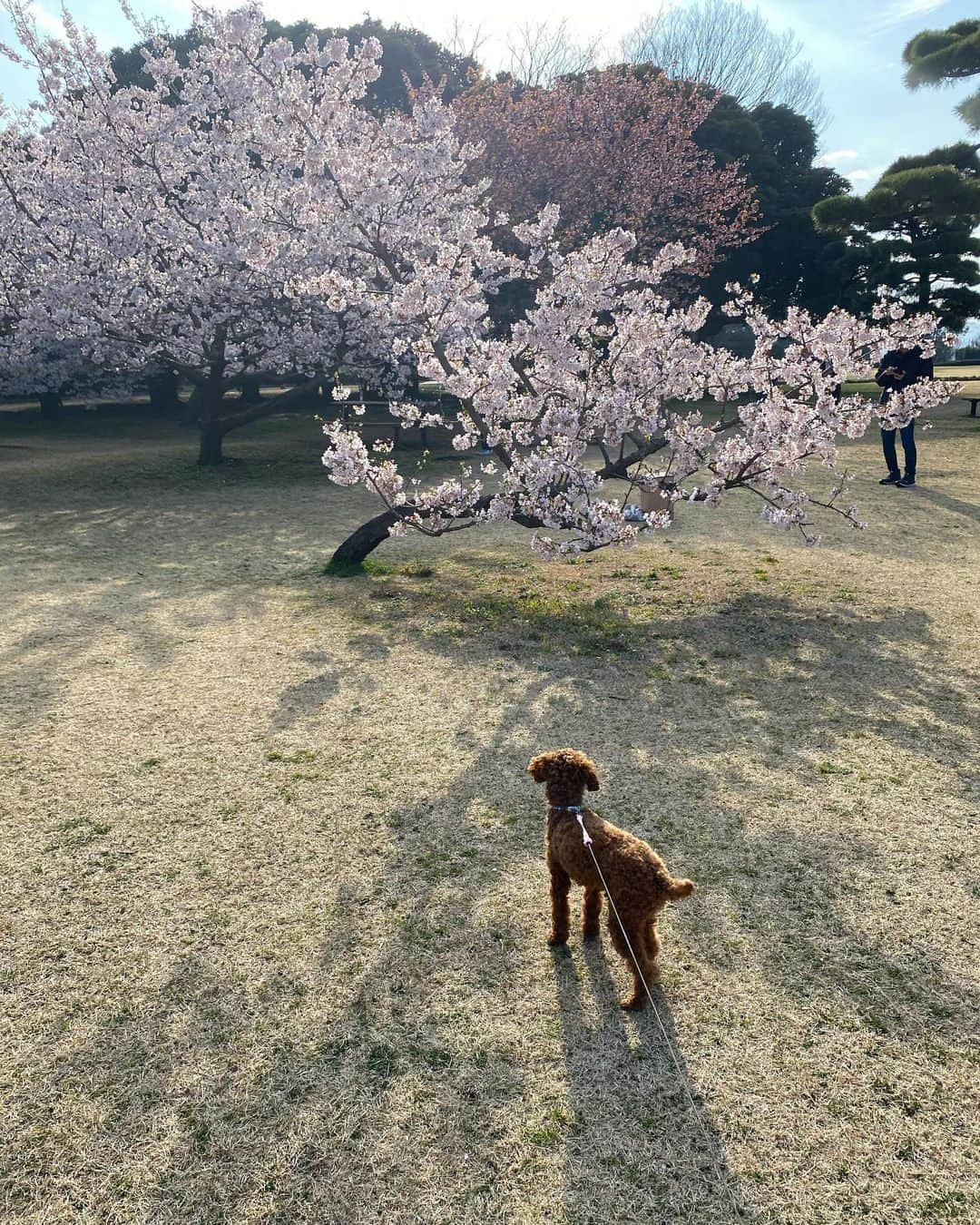 五味隆典さんのインスタグラム写真 - (五味隆典Instagram)「お花見🌸#桜」3月3日 15時40分 - takanorigomi