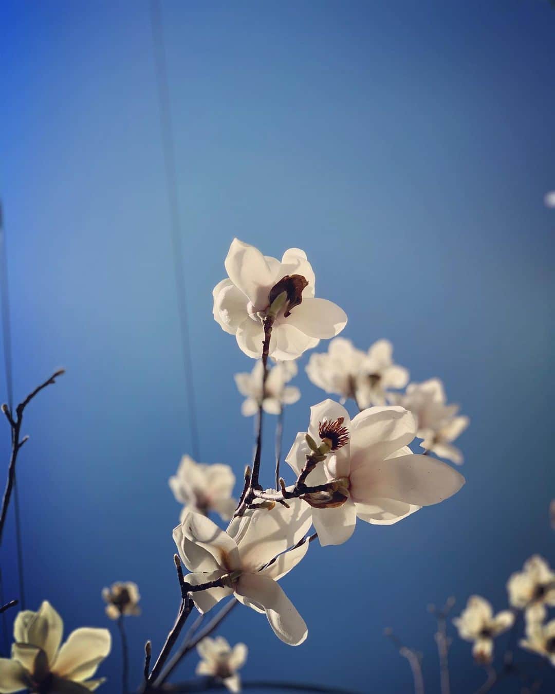 白井ゆかりさんのインスタグラム写真 - (白井ゆかりInstagram)「街中でみかけた木蓮  蕾のフワフワも好みだけど…  白い花も青空に映える  木蓮って太陽にむかって花開くってほんと？  まるで🌻  #木蓮 #木蓮の花 #春空 #青空 #春」3月3日 16時00分 - yukari_shirai625
