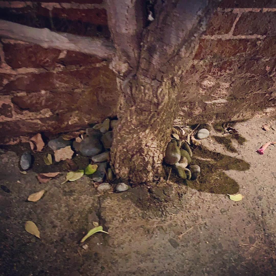 筑間はこべさんのインスタグラム写真 - (筑間はこべInstagram)「Feb 21 .2020  LosAngeles②  お店アート🍃🍂 #artsdistrict  #kreation  #wurstkuche #ワースクーカー #ロスでホットドックといえばワースクーカー #生えてます！ #やっぱり街中がアート #skidrow #ホームレスをカッコよく描いた壁画 #ビール工場外観」3月4日 1時38分 - hakobechikuma