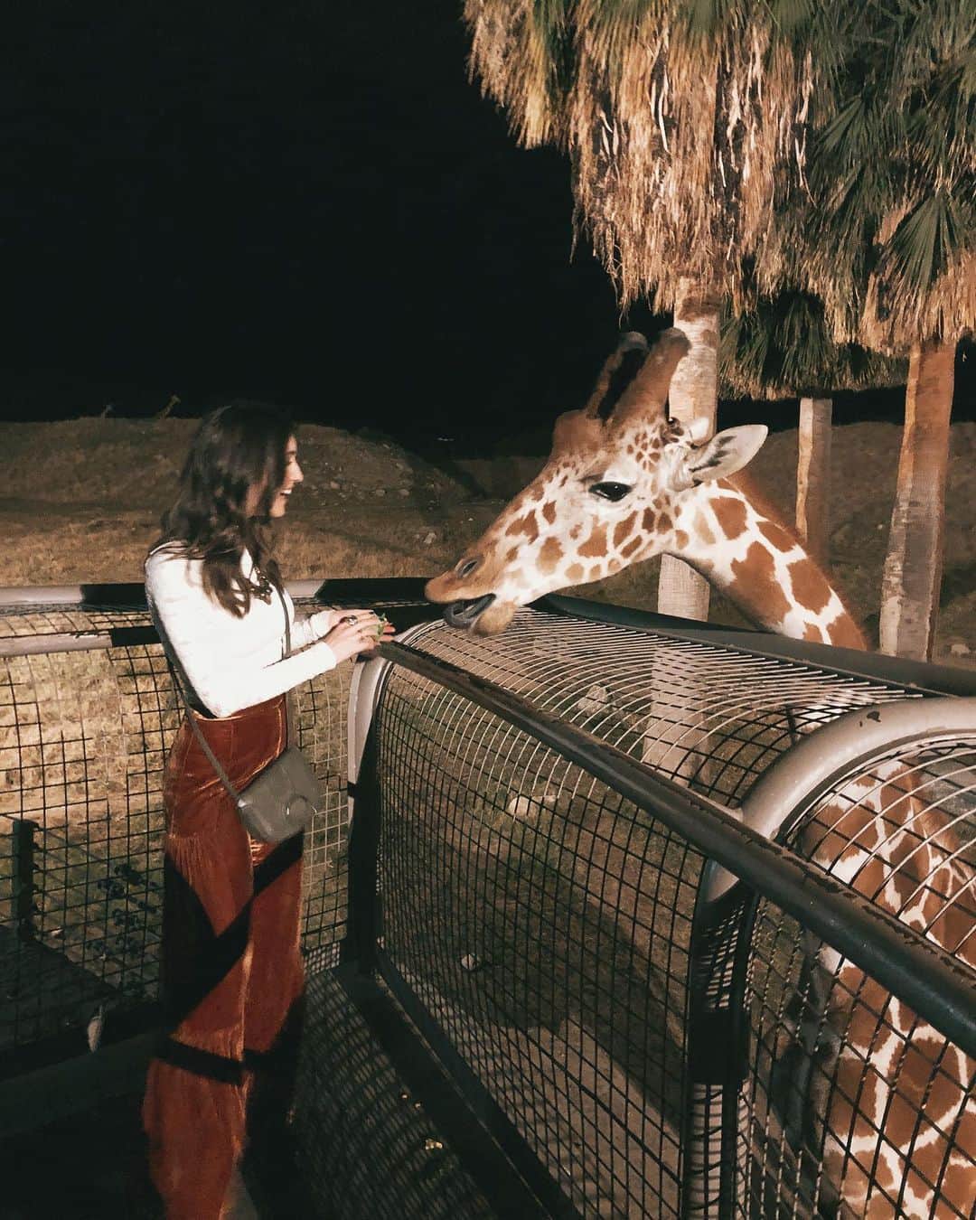 ケイト・ボイージェルのインスタグラム：「not gonna lie, this was an ideal Monday night 🦒 huge thanks to @ifyoucare_usa for having me & @wethedreamers at this amazing @altsummit event last night! absolutely blown away by these beautiful animals and already can’t wait to come back to @thelivingdesert ! 🌵☀️ #altsummit #altsummit2020」