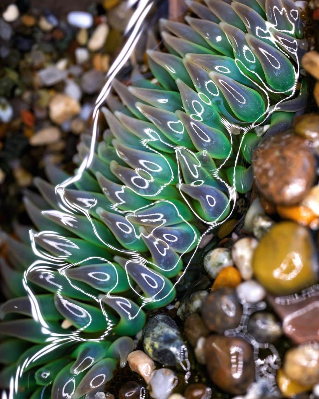 アンジー・ペインさんのインスタグラム写真 - (アンジー・ペインInstagram)「More other-worldly weirdness from the California tide pools. • • • • #macro #macrophotography」3月4日 2時52分 - angelajpayne