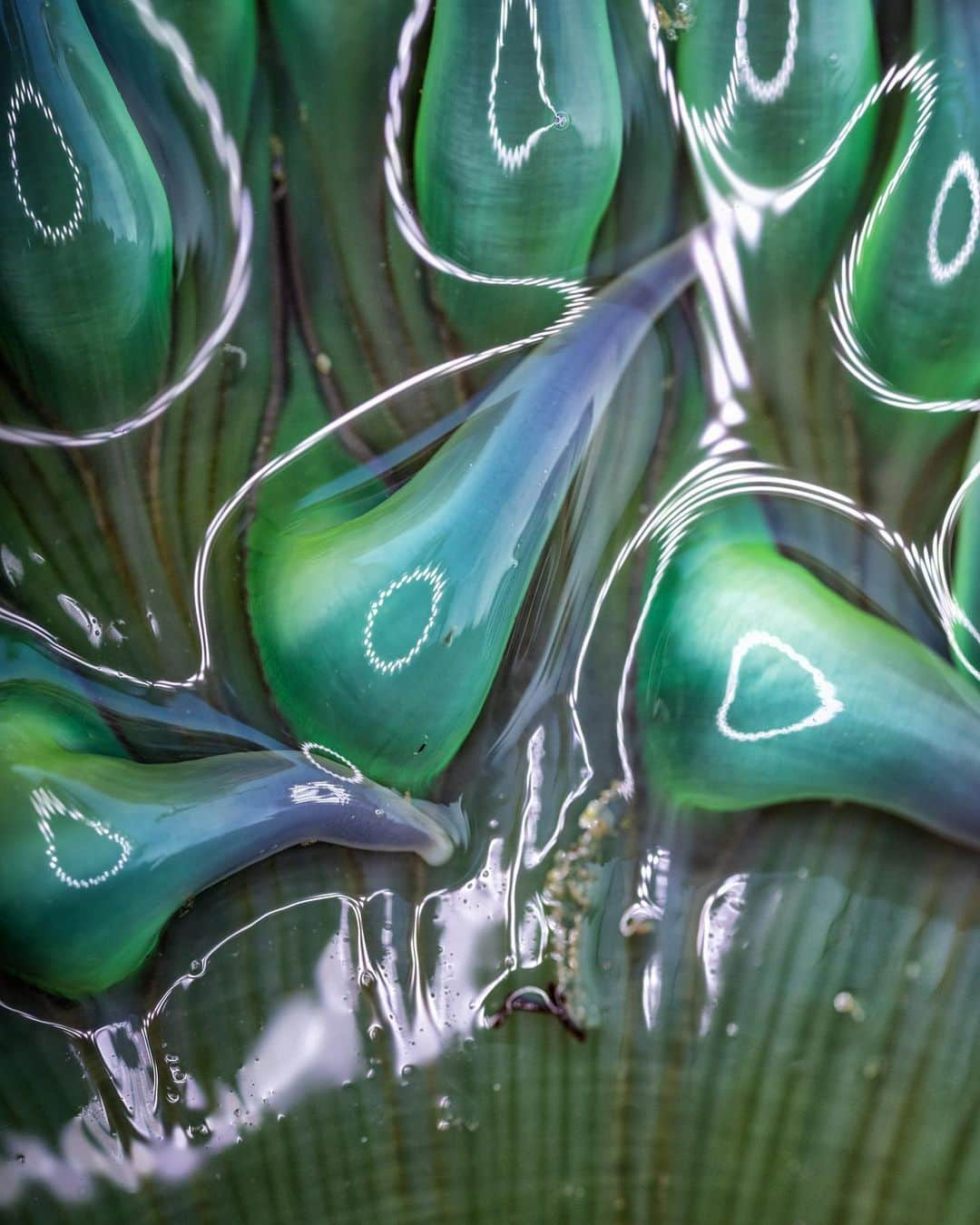 アンジー・ペインさんのインスタグラム写真 - (アンジー・ペインInstagram)「More other-worldly weirdness from the California tide pools. • • • • #macro #macrophotography」3月4日 2時52分 - angelajpayne