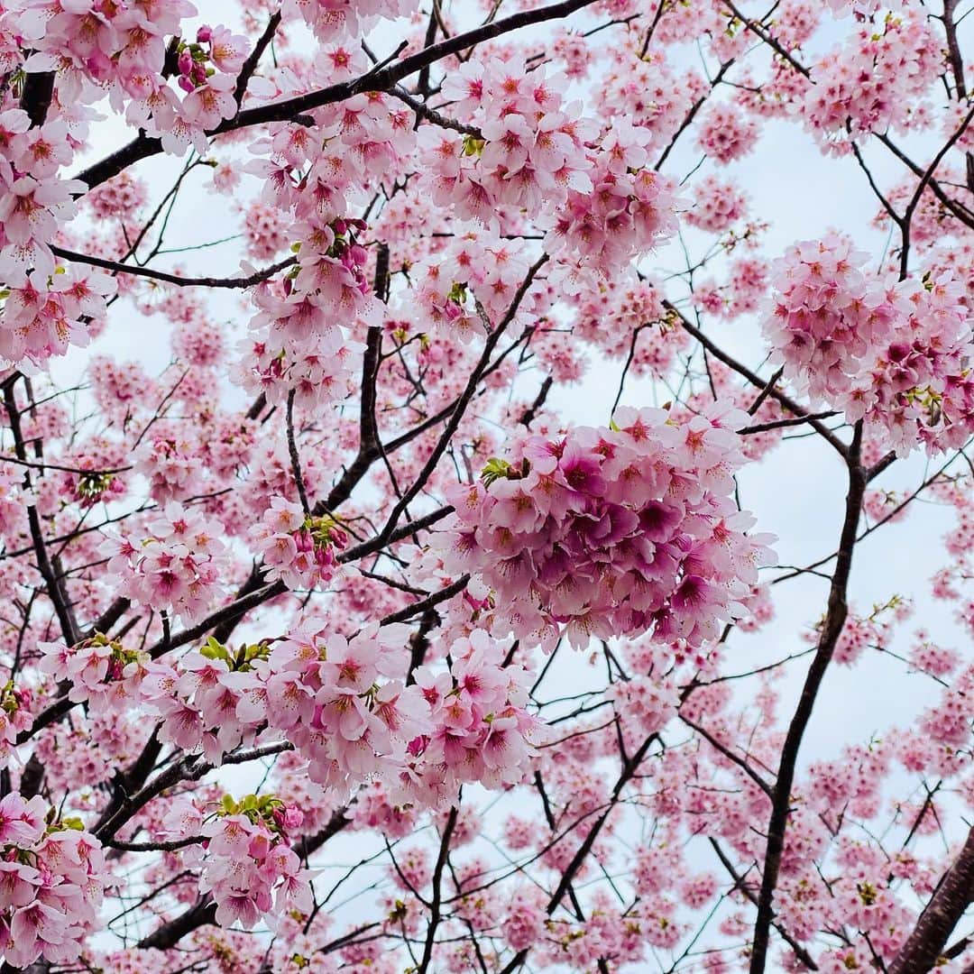 松村太郎のインスタグラム：「Spring has sprung🌸 #cherryblossom  #sakura #blooming」