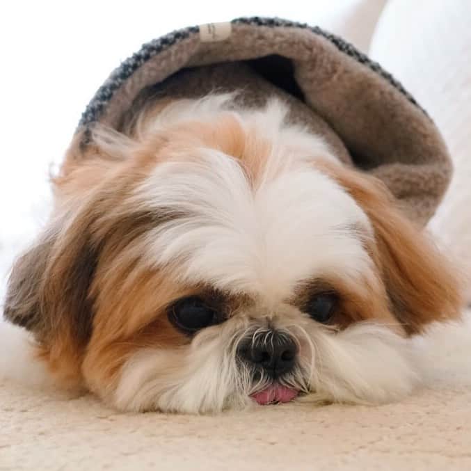 水嶋はちのインスタグラム：「🐶🧡💛 すごくすごく着心地の良いポンチョをまとって、身体を優しくいたわって最高のひと時を過ごしているボクです🐶🧡💛 ポンチョは、さっと羽織ってそのままお出かけできるオシャレさもありますし、締め付け感が苦手なお友達にも手足にゆとりがあるのですんごくおススメアイテムです！ ボクが着ているポンチョはハニちゃんママのブランドのものです(@h.__closet )🐶💛 * * #はち #HACHI #シーズー大好き部  #hani服」