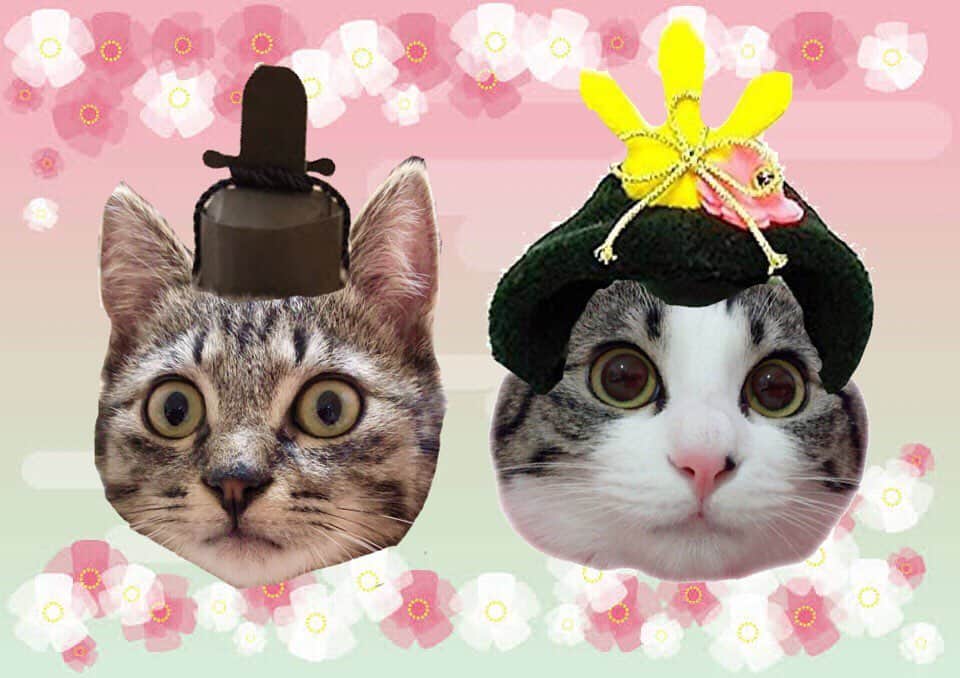 ♡caro꒰⌯͒•·̫•⌯͒꒱ ♡のインスタグラム：「🌸🎎🌸 ・ ・ みんにゃ幸せに、にゃーれ🌸✨ ・ ・ #caro #カロ #カロの成長記録 #luci #ルチ #cat #ねこ #猫 #ぺこねこ部 #みんねこ #ピクネコ #catsofinstagram #カロルチ #ルチの成長記録 #カロルチ姉弟 #先住猫と子猫 #ひな祭り #ひなまつり」
