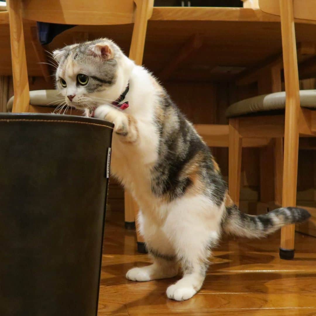 takegaeruのインスタグラム：「ムムム、にゃかみが気になるにゃ🤨  #cat #scottishfold #猫 #スコティッシュフォールド #三毛スコ友の会」