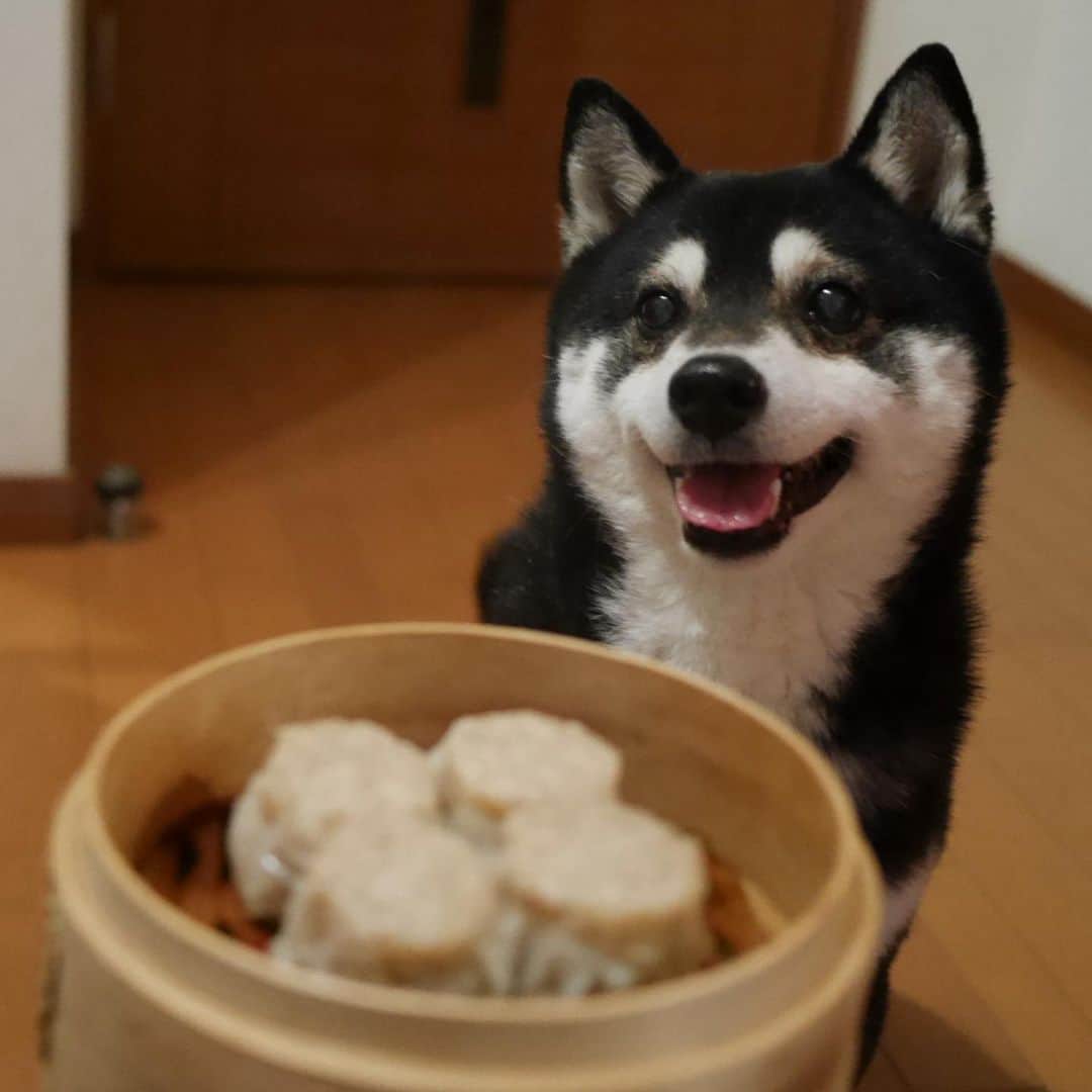 くろさんのインスタグラム写真 - (くろInstagram)「今宵は551蓬莱の焼売😋 #551蓬莱の焼売 #551蓬莱 #551horai #蓬莱の焼売 #551焼売 #焼売 #大阪土産といえば #大阪土産といえばこれ #大阪土産の定番 #大阪土産は551 #大阪土産 #kuroshiba #blackshiba #shibainu #shibastagram #instadog #柴犬 #黒柴 #黑柴 #いぬら部 #ふわもこ部 #柴犬部 #柴犬のいる暮らし #柴犬のいる生活 #柴犬と一緒 #わんこのいる暮らし #わんこのいる生活 #わんこと一緒 #スマイル豆 #スマイル犬」3月3日 19時48分 - m6bmw