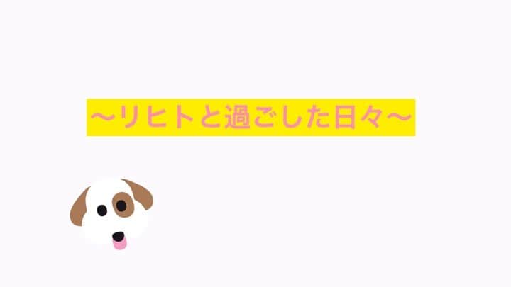 鈴木ユリアのインスタグラム：「. . 約8ヶ月間ありがとう。 本当は離れたくないし手放せないけど 元の飼い主さんの所へ行っても元気でね . 大好き。」