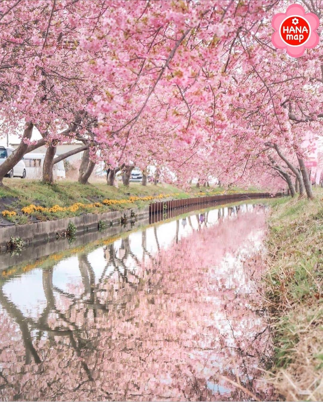 はなまっぷ❁日本の花風景さんのインスタグラム写真 - (はなまっぷ❁日本の花風景Instagram)「🌸はなまっぷ🌸 * @no____.o0 さんの  花のある風景に花まるを💮 * 10年かけて作られた見事な河津桜の風景をありがとうございます😊🌸 * 三重　#笠松河津桜ロード Matsusaka, Mie Pref. * 🌼カワヅザクラの花言葉📝🌼 想いを託します * 見頃を過ぎている場所もご紹介しています。お出かけの際はHP等で最新の情報をご確認くださいね🙏🌸 * 🌸•••🌸•••🌸•••🌸•••🌸•••🌸 * いつも素敵なお花をありがとうございます😊 日本の花のある風景にタグ付けしてください🌸 お花があれば何でもOKです💓 * #はなまっぷ * #日本の美しい花風景#花のある風景#花#花言葉#風景#河津桜#カワヅザクラ#リフレクション」3月3日 20時37分 - hanamap
